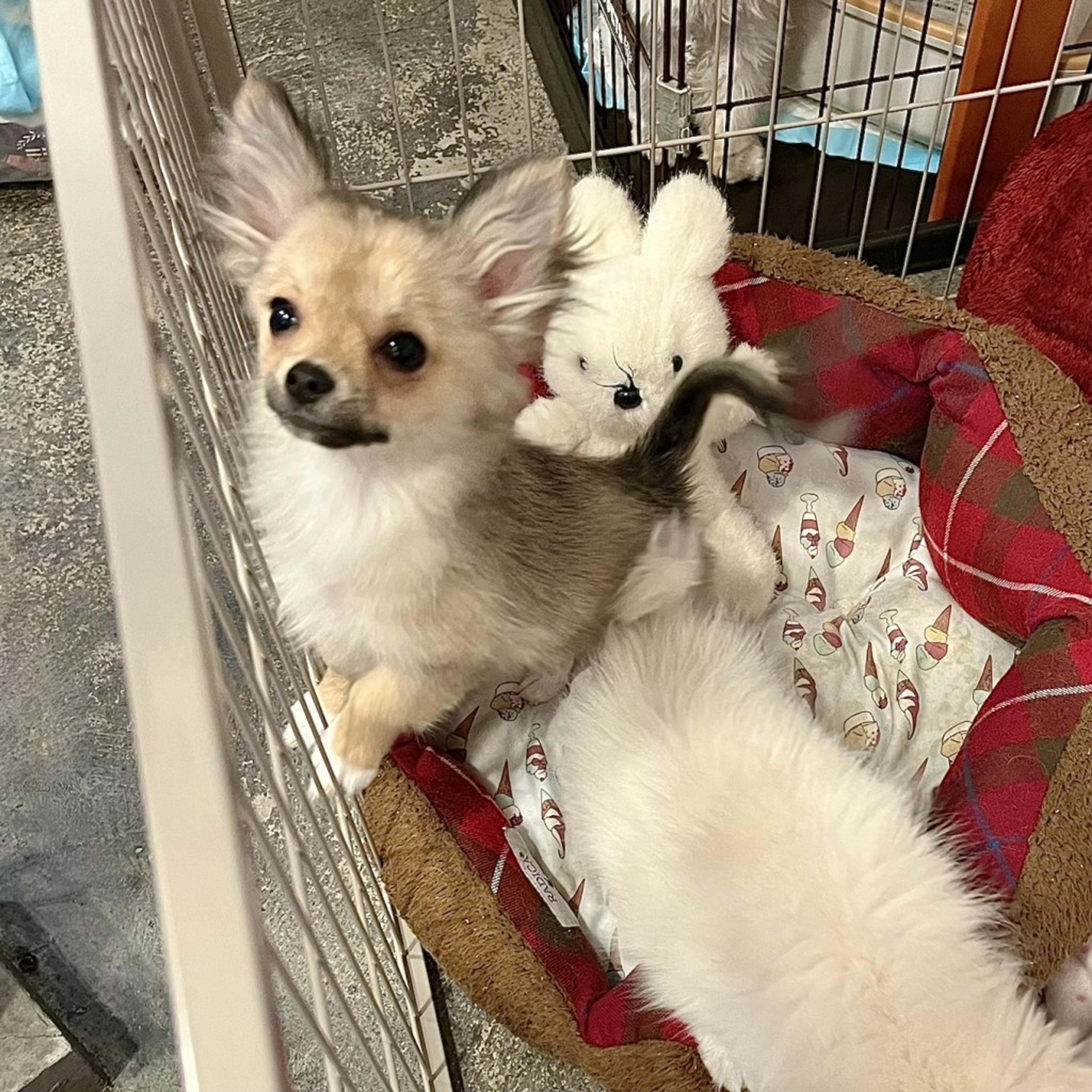 pet-image-6