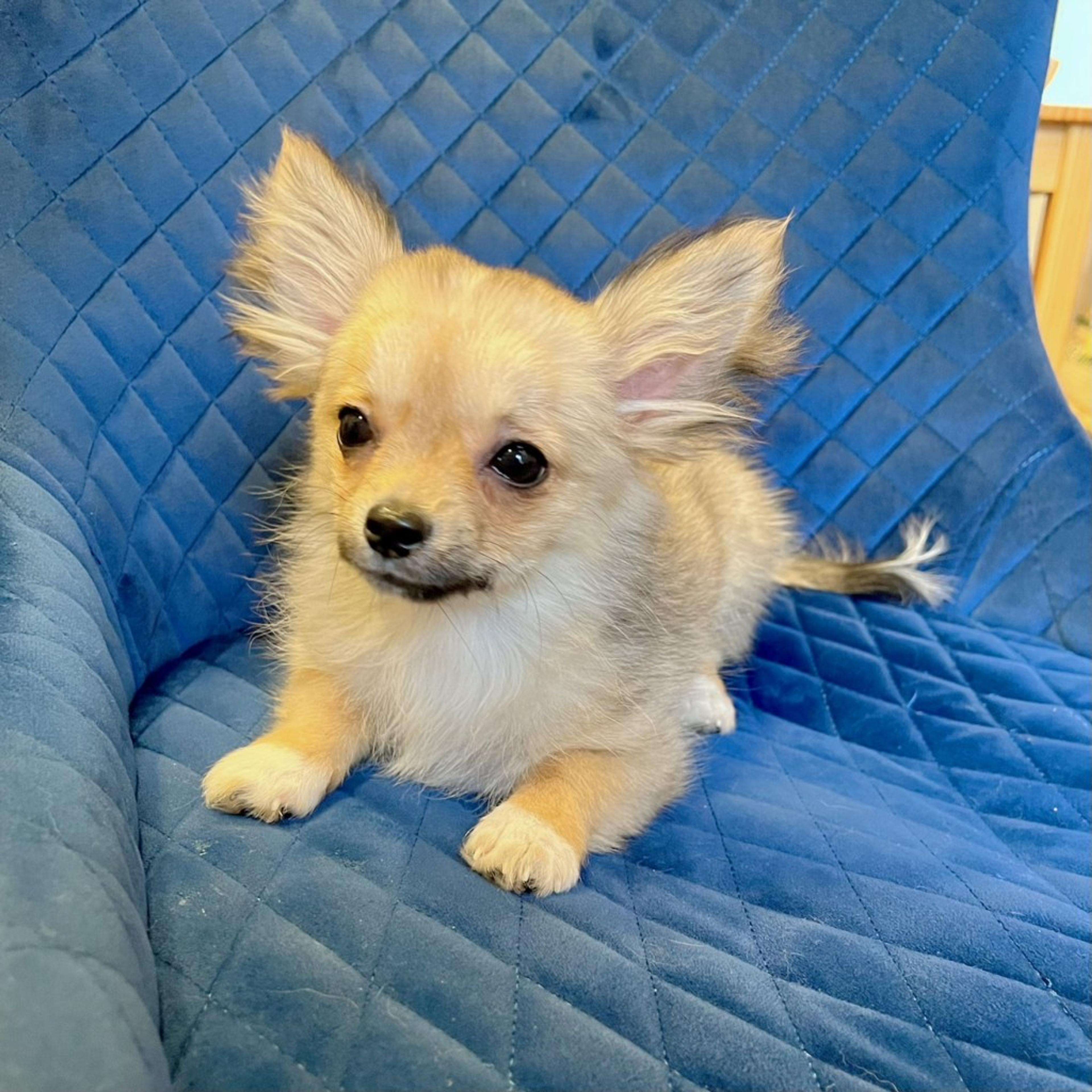 pet-image-3