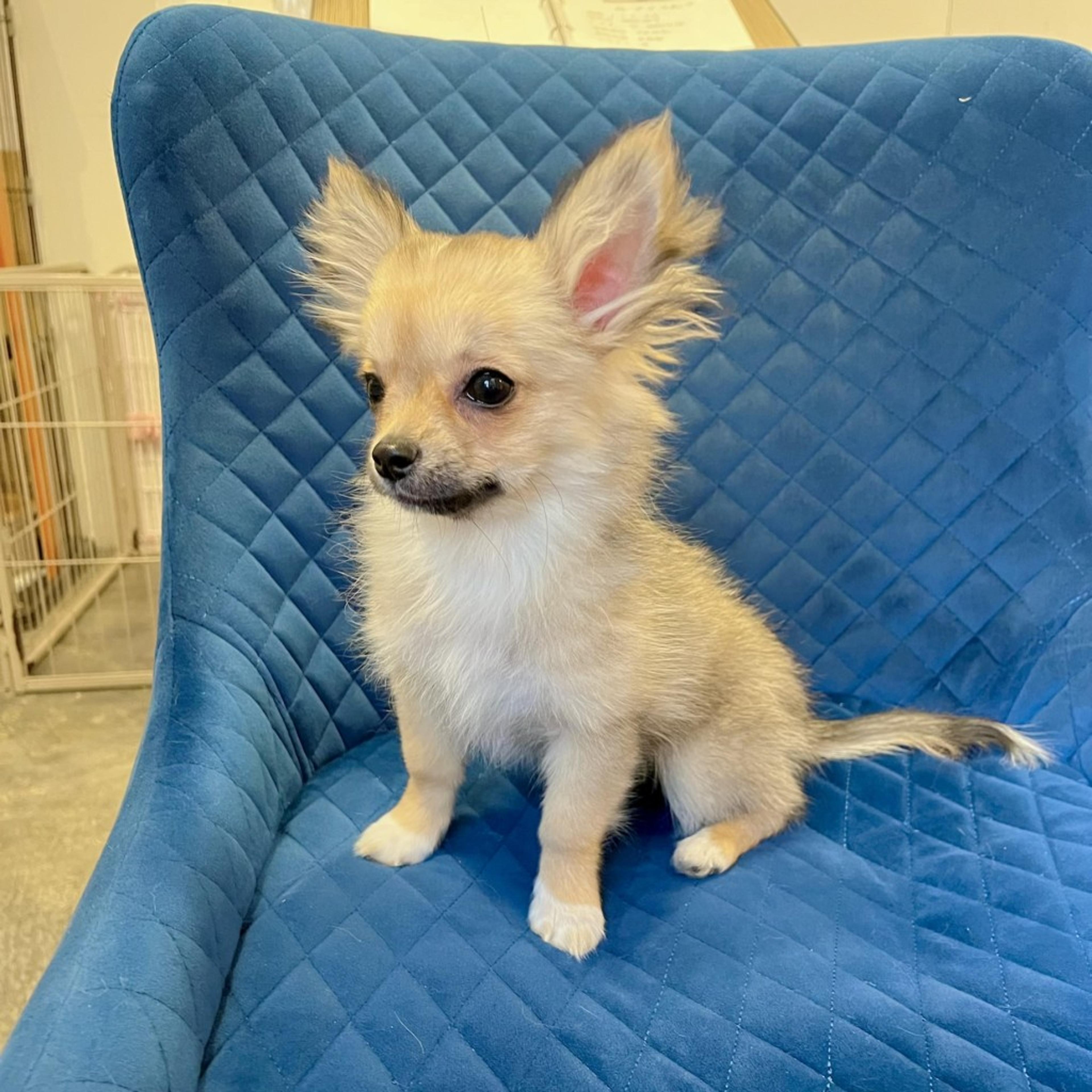 pet-image-2