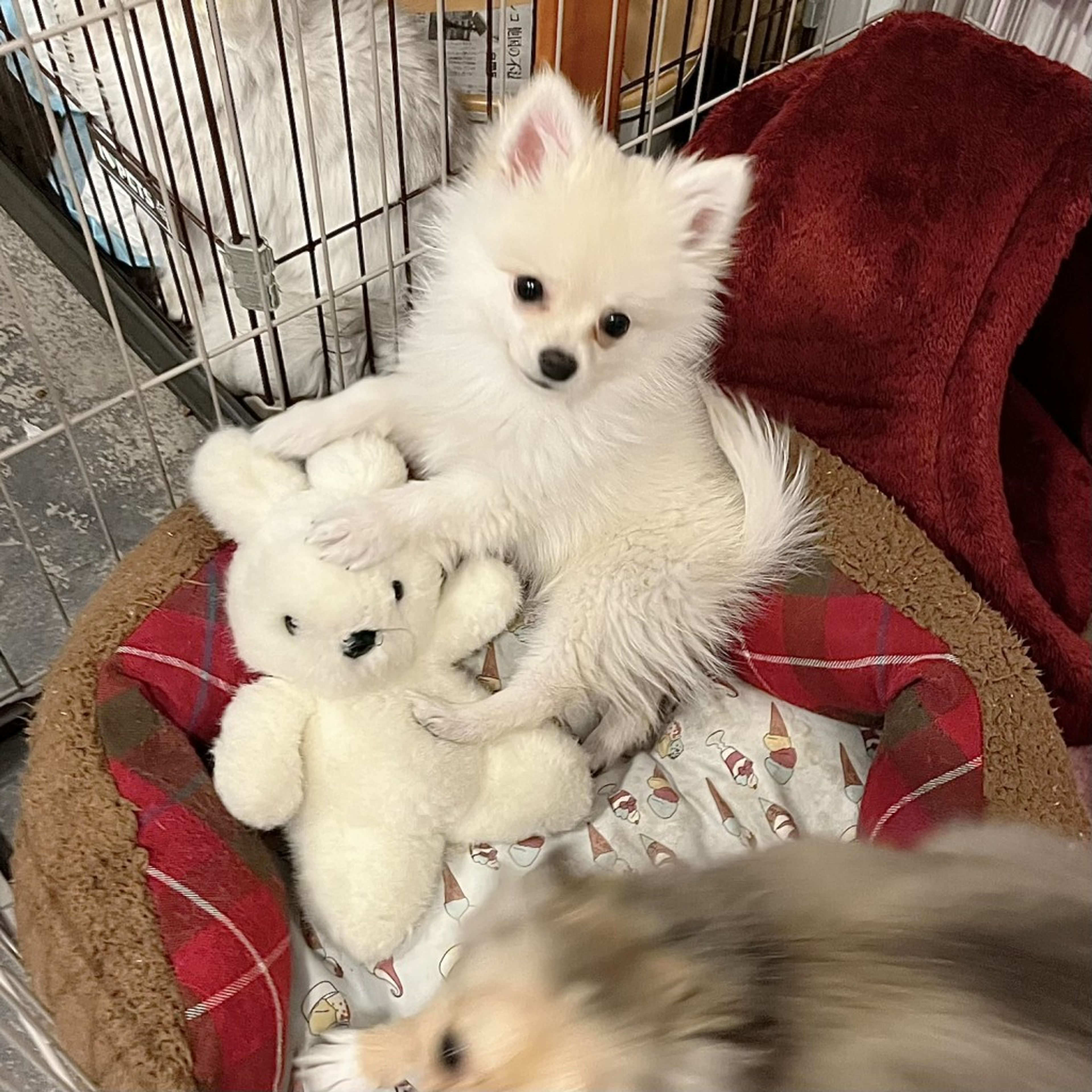 pet-image-8