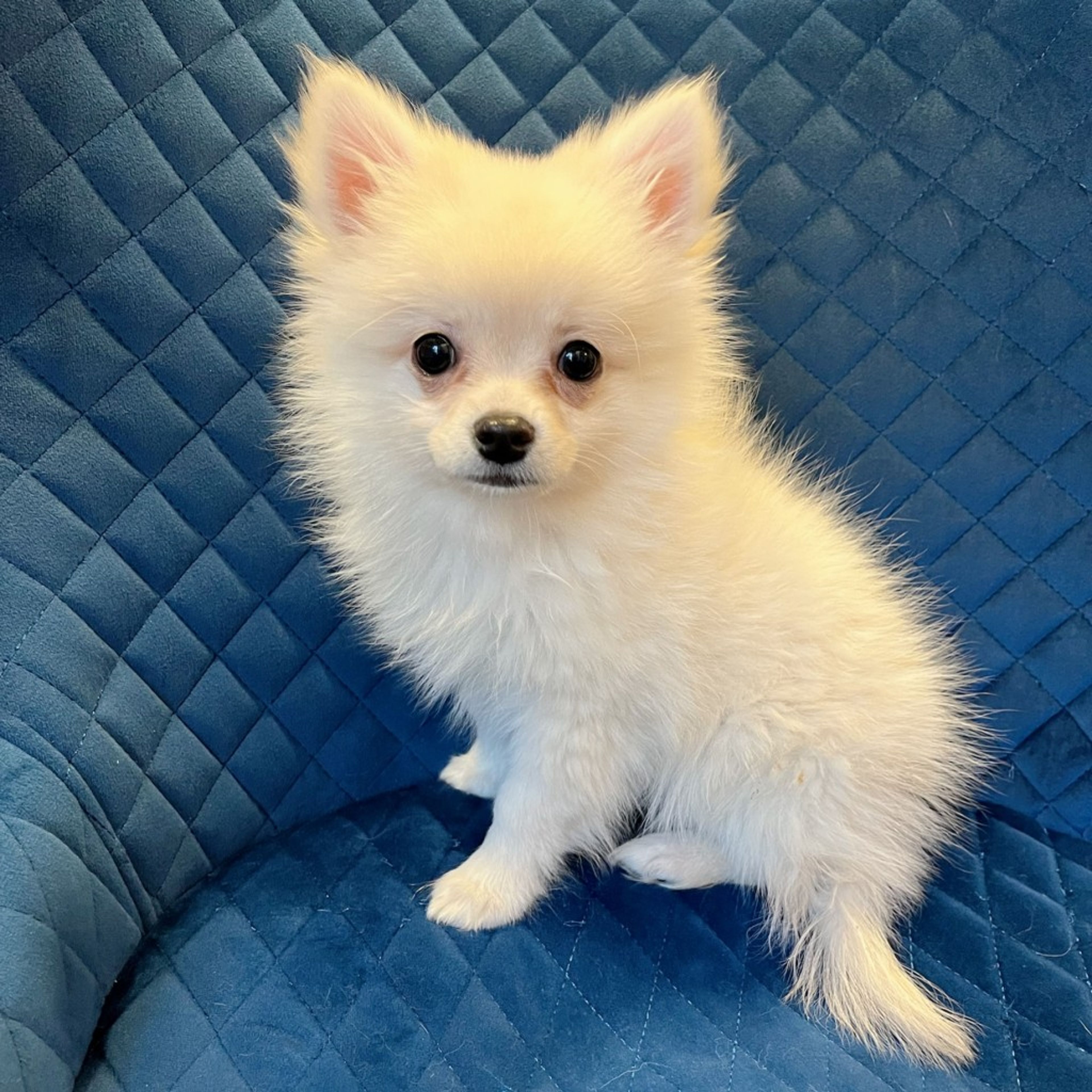 pet-image-4