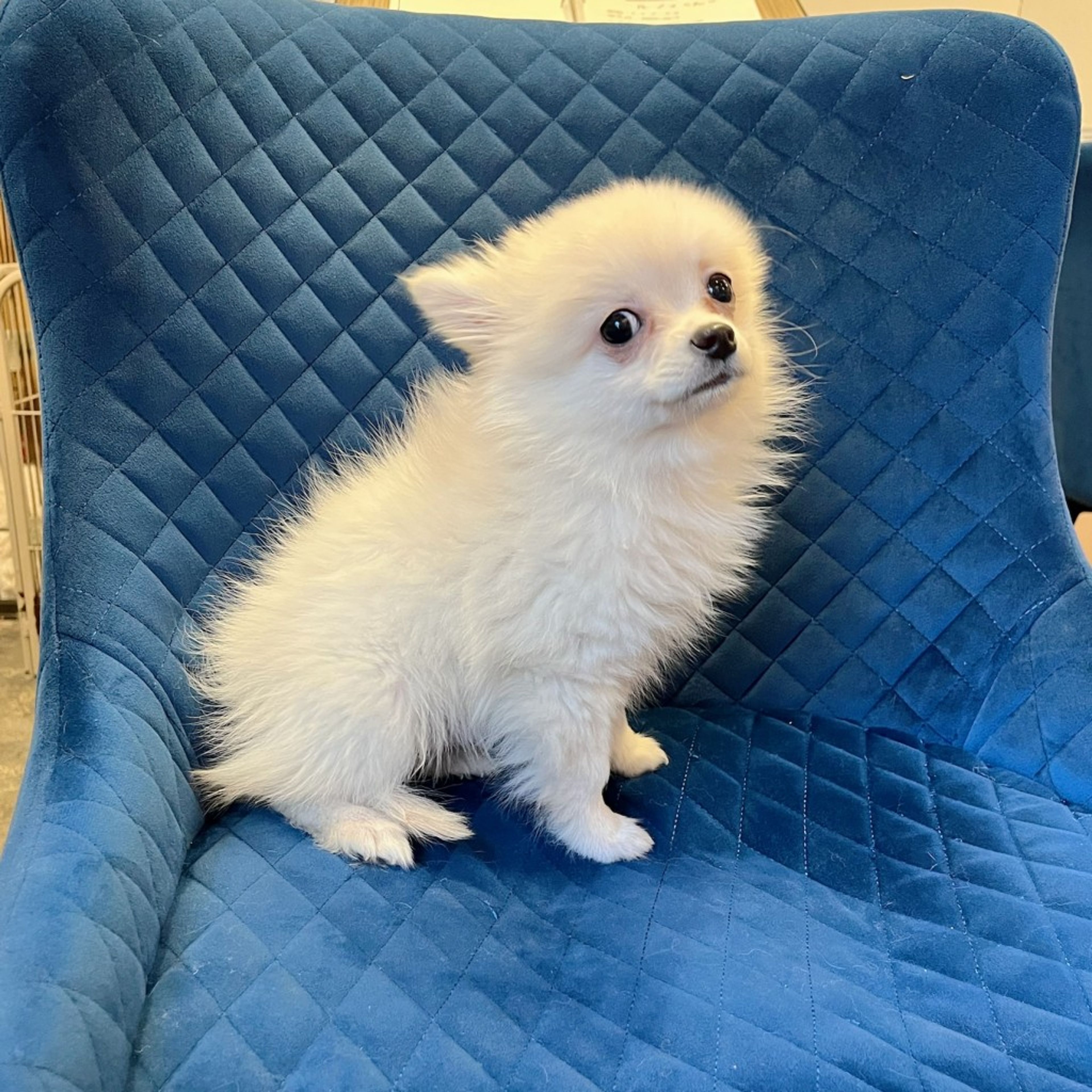 pet-image-5