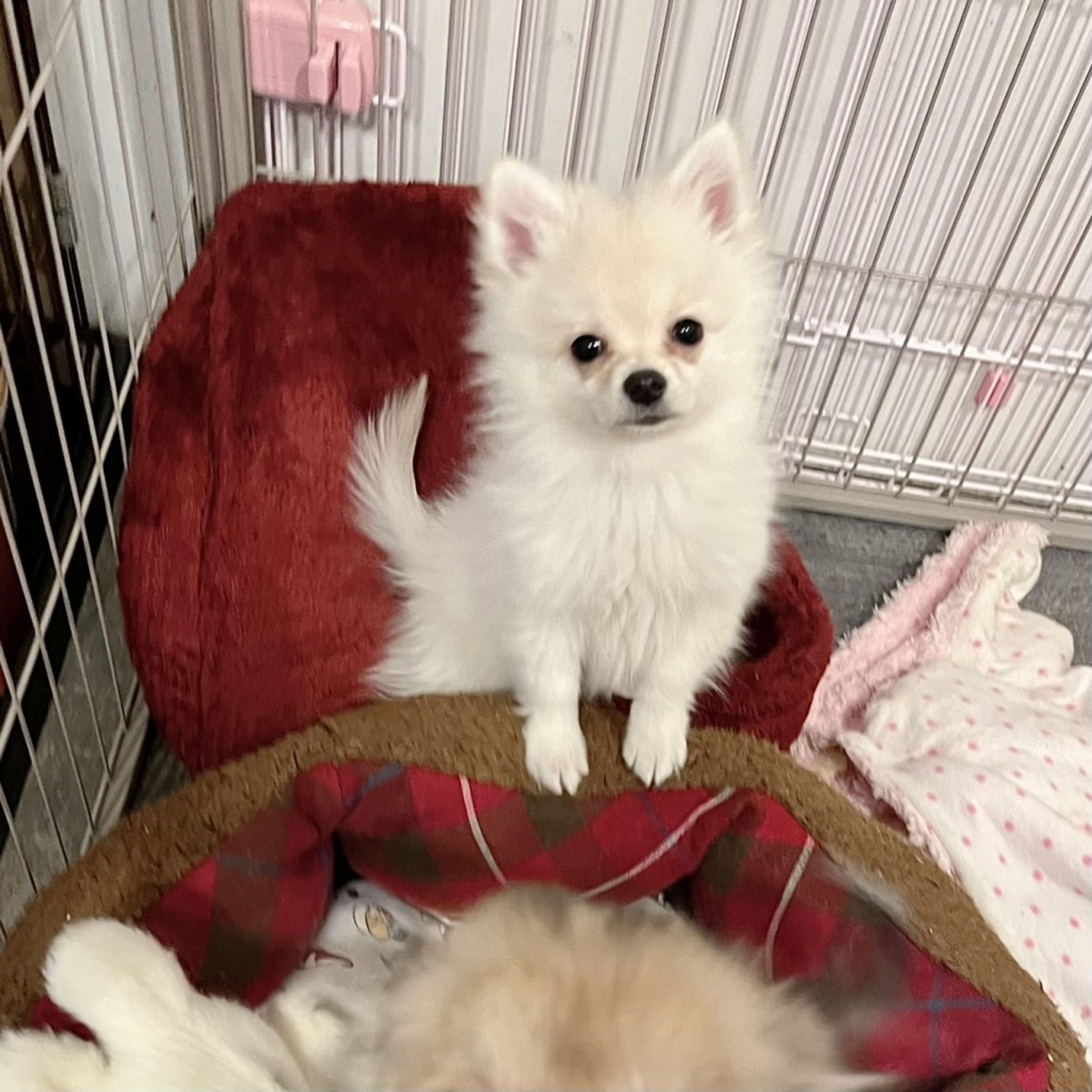 pet-image-6
