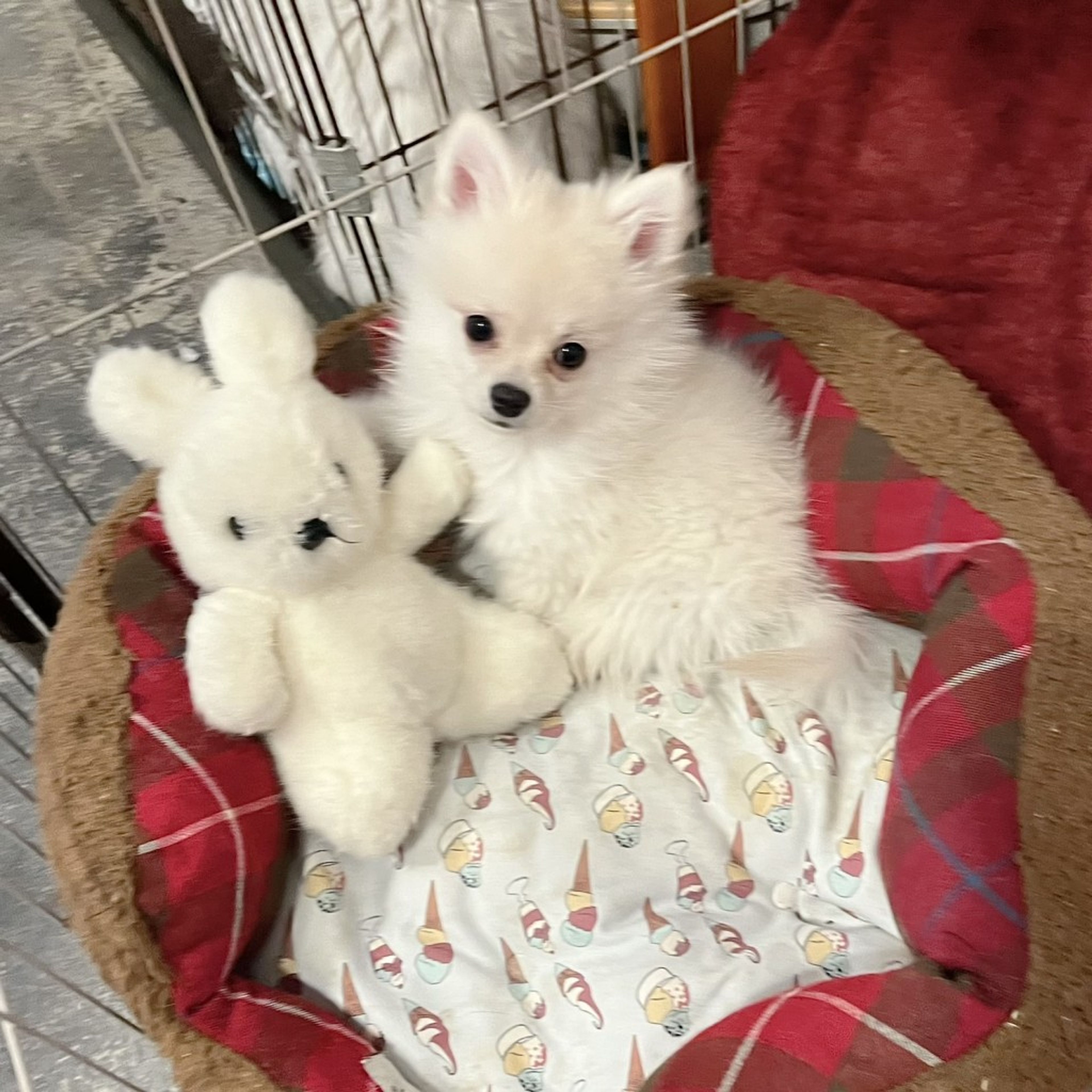 pet-image-7