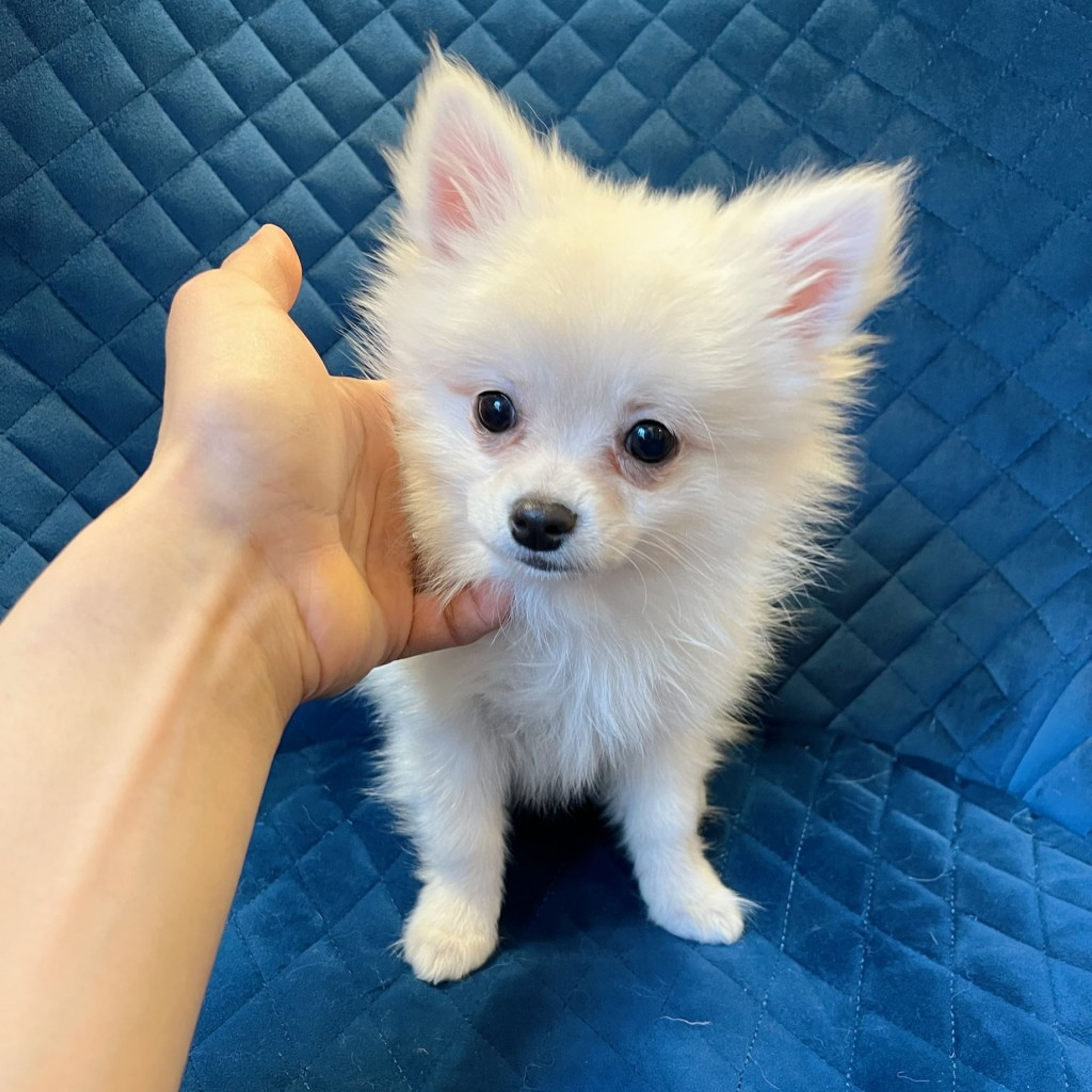 pet-image-3