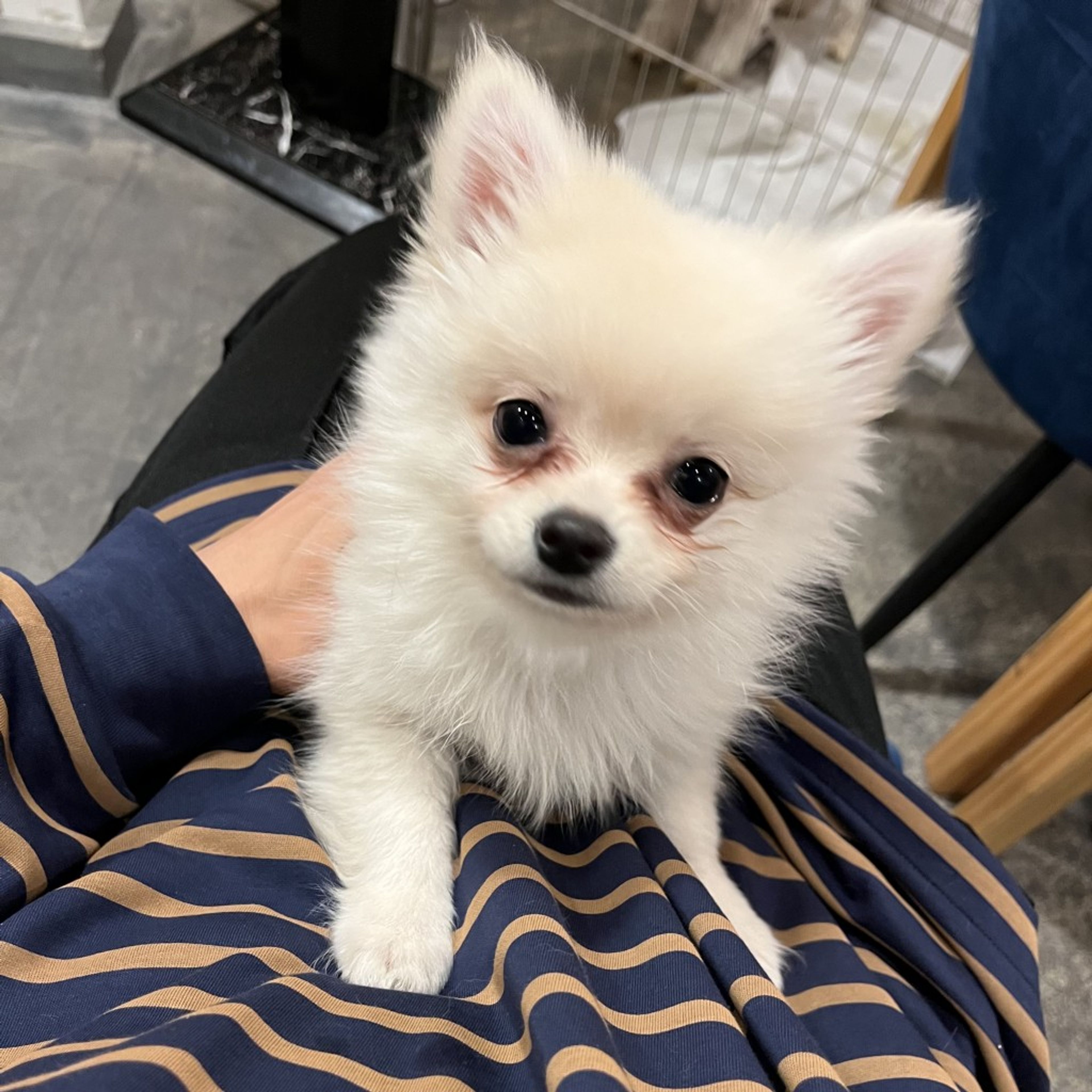 pet-image-2