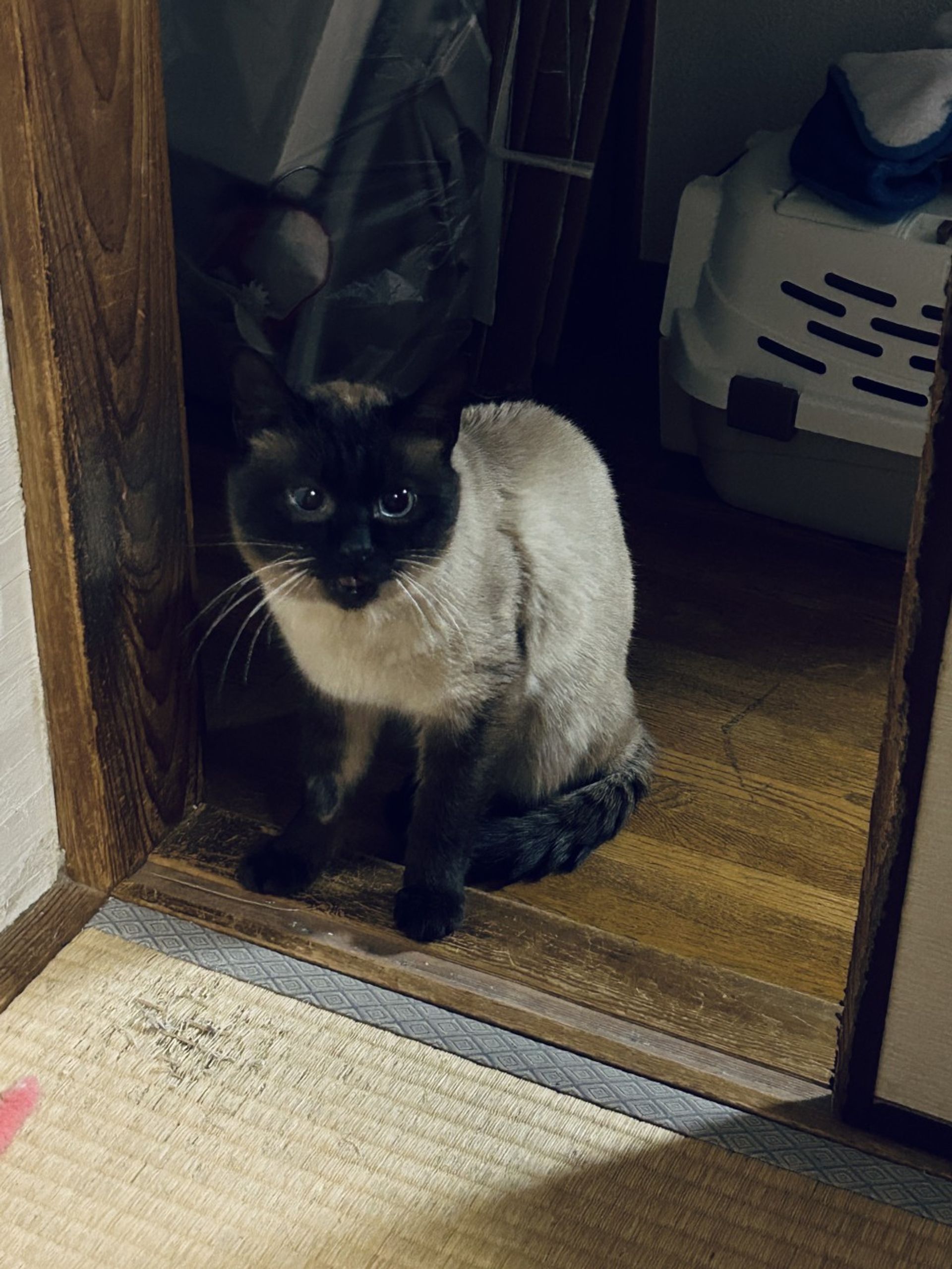 雑種（ミックス猫）・オスの里親募集の写真