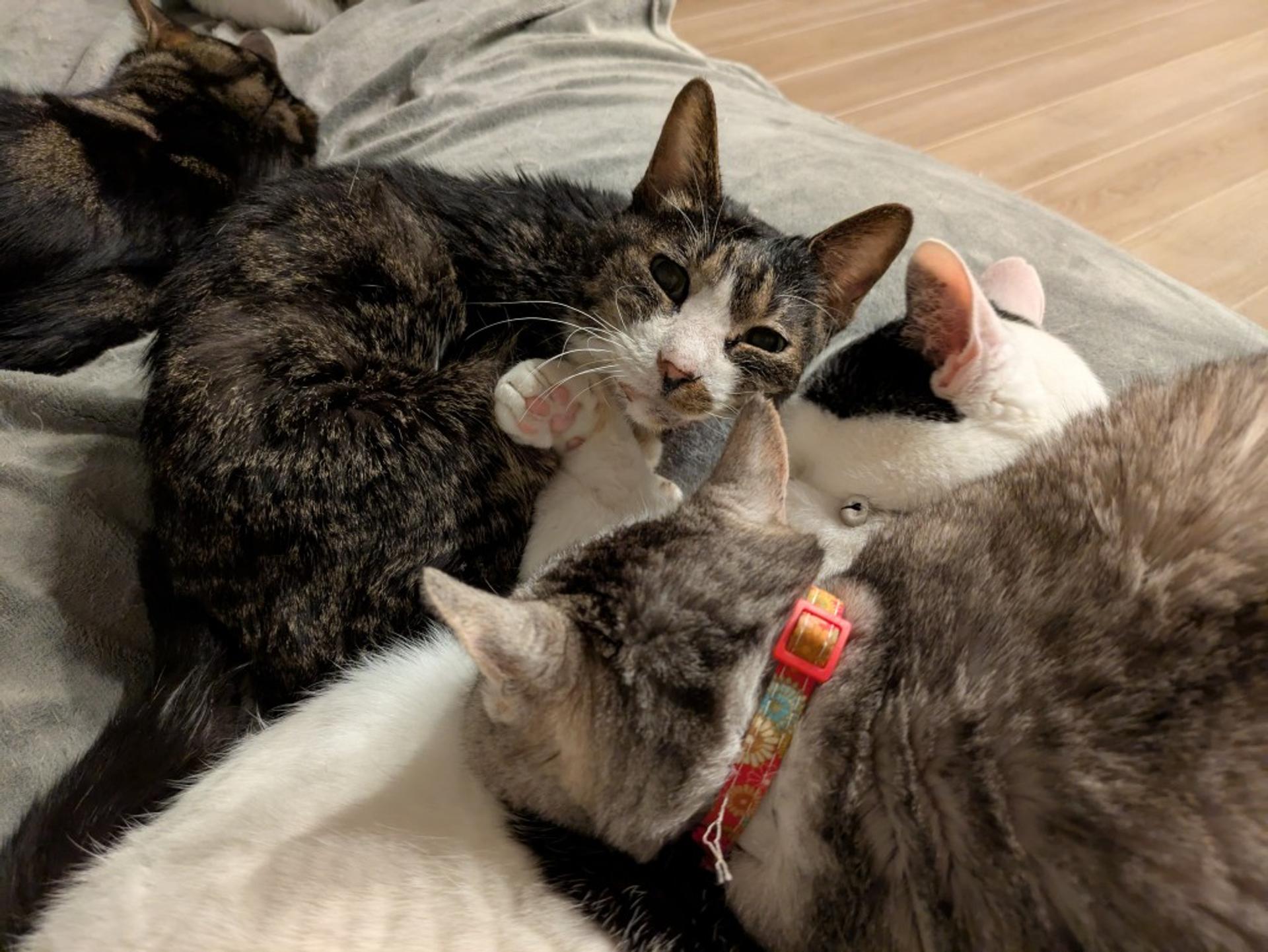 pet-image-5