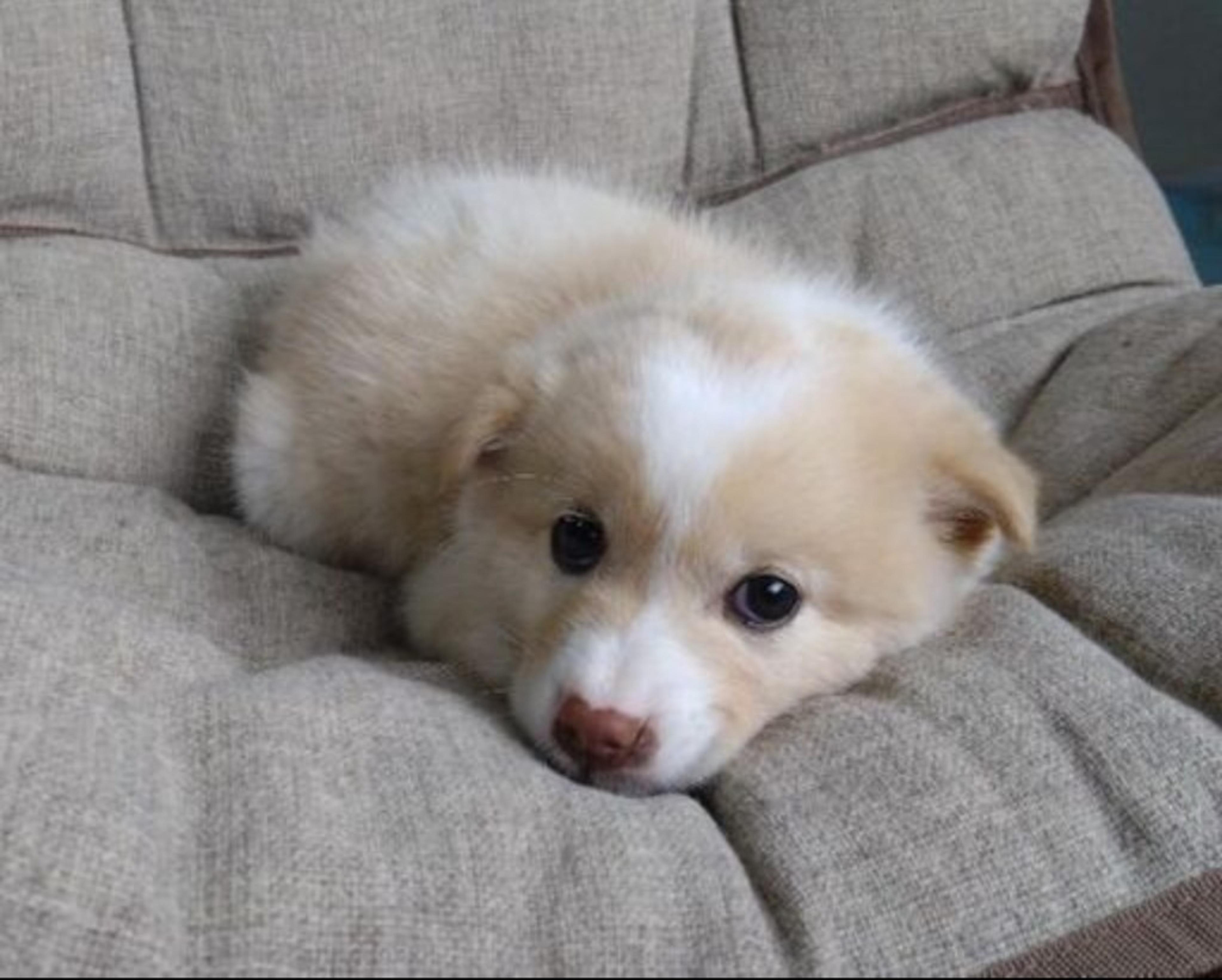 pet-image-2