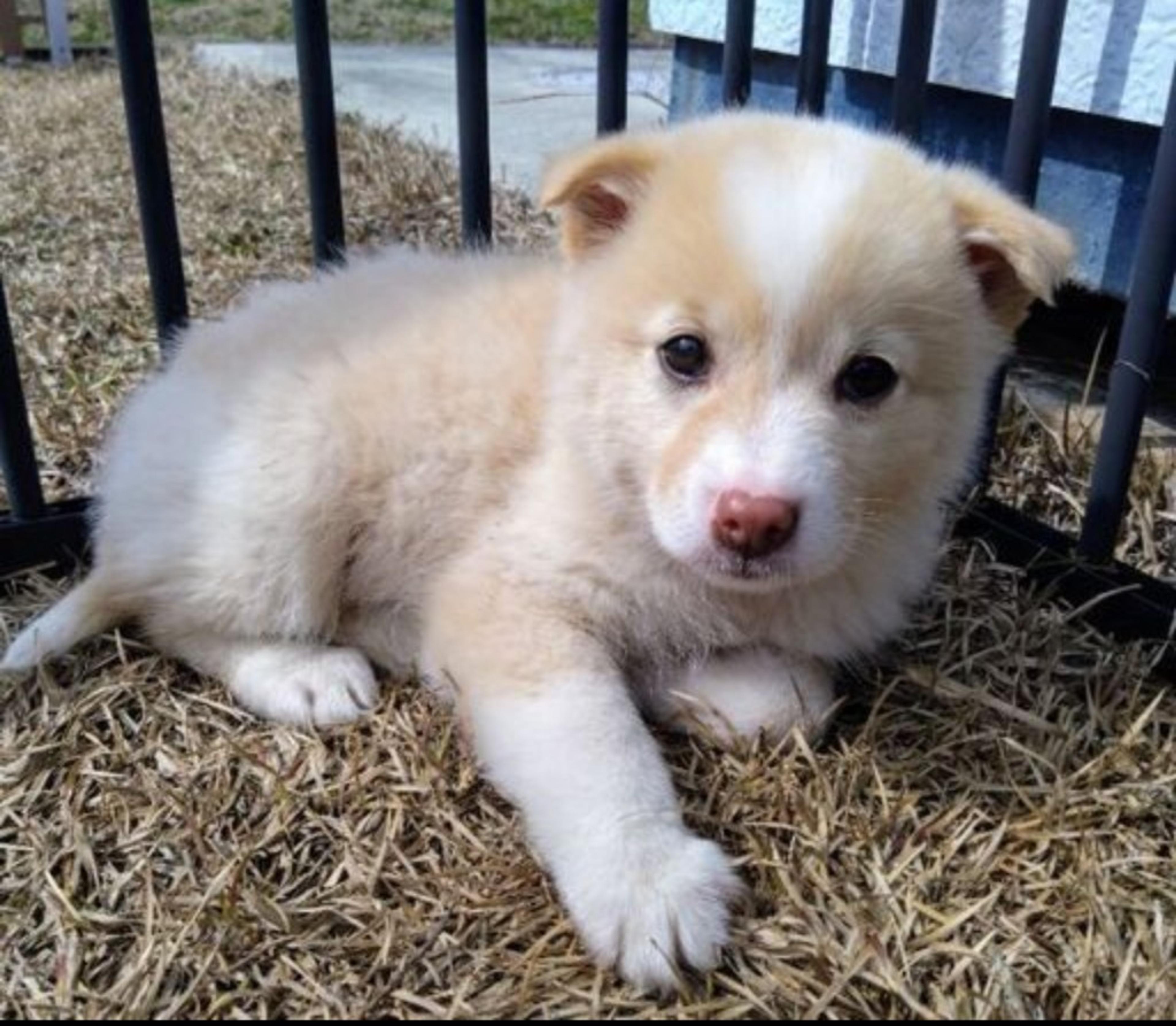 pet-image-3
