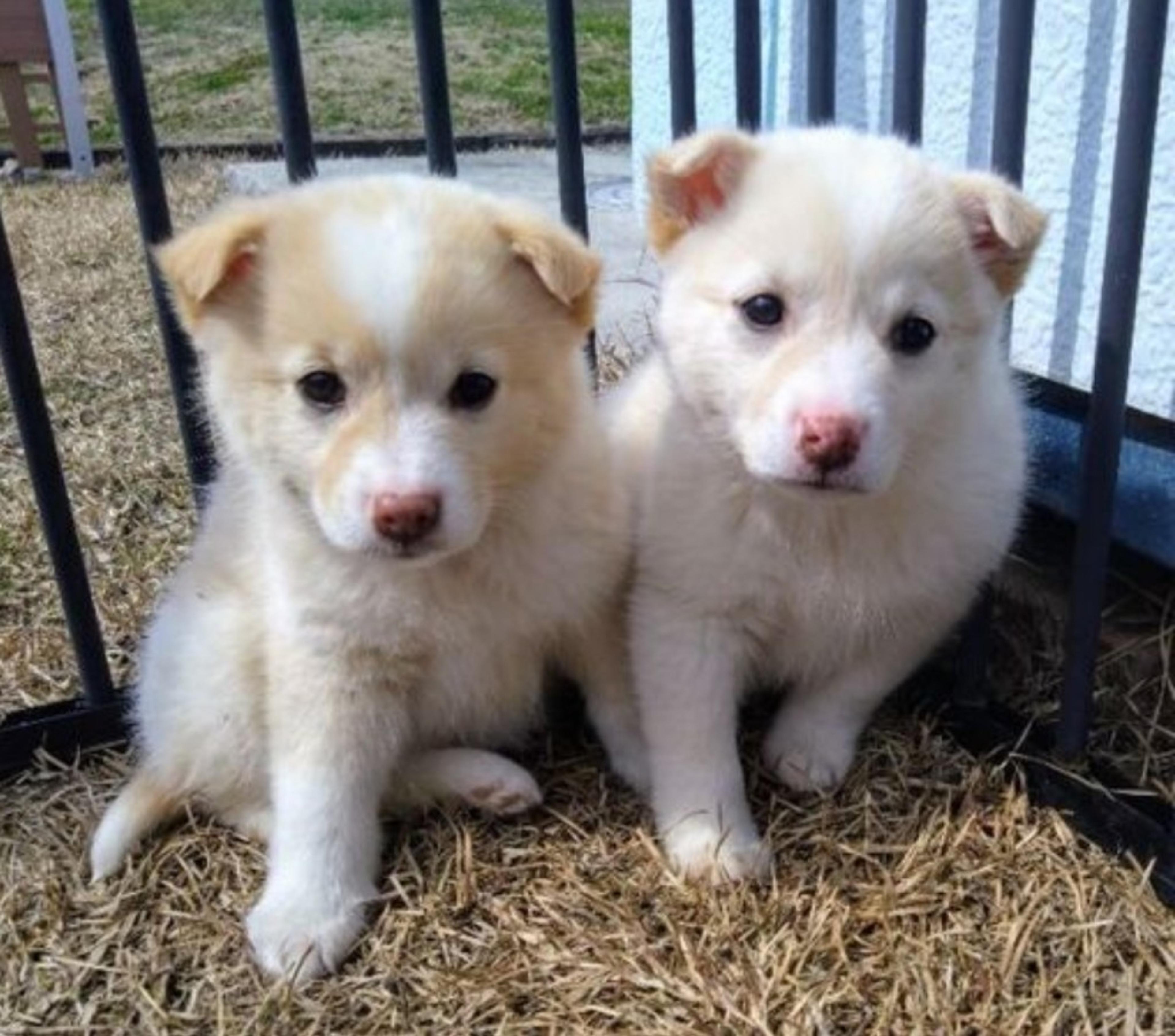 pet-image-4