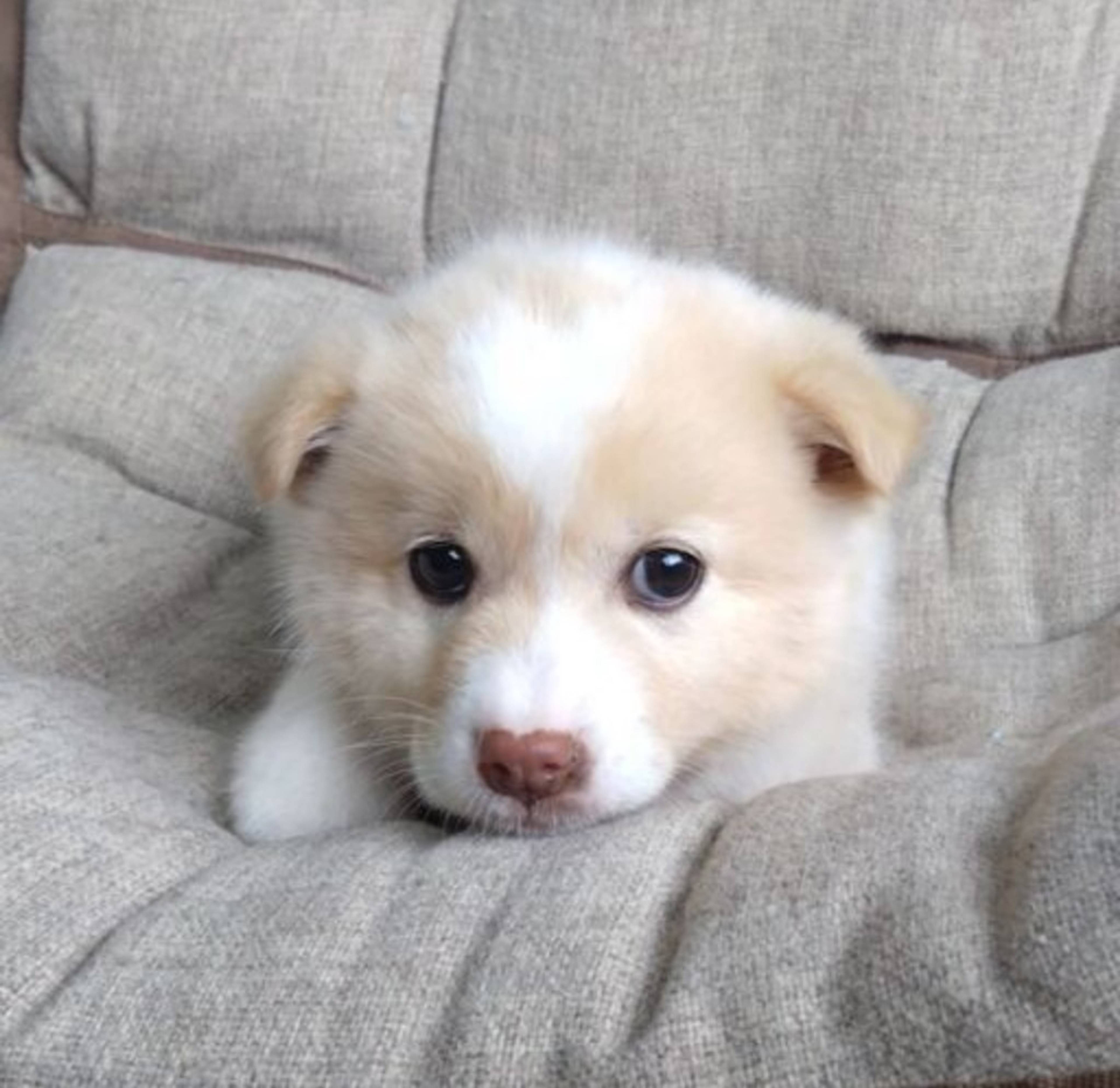 雑種（ミックス犬）・オスの里親募集の写真