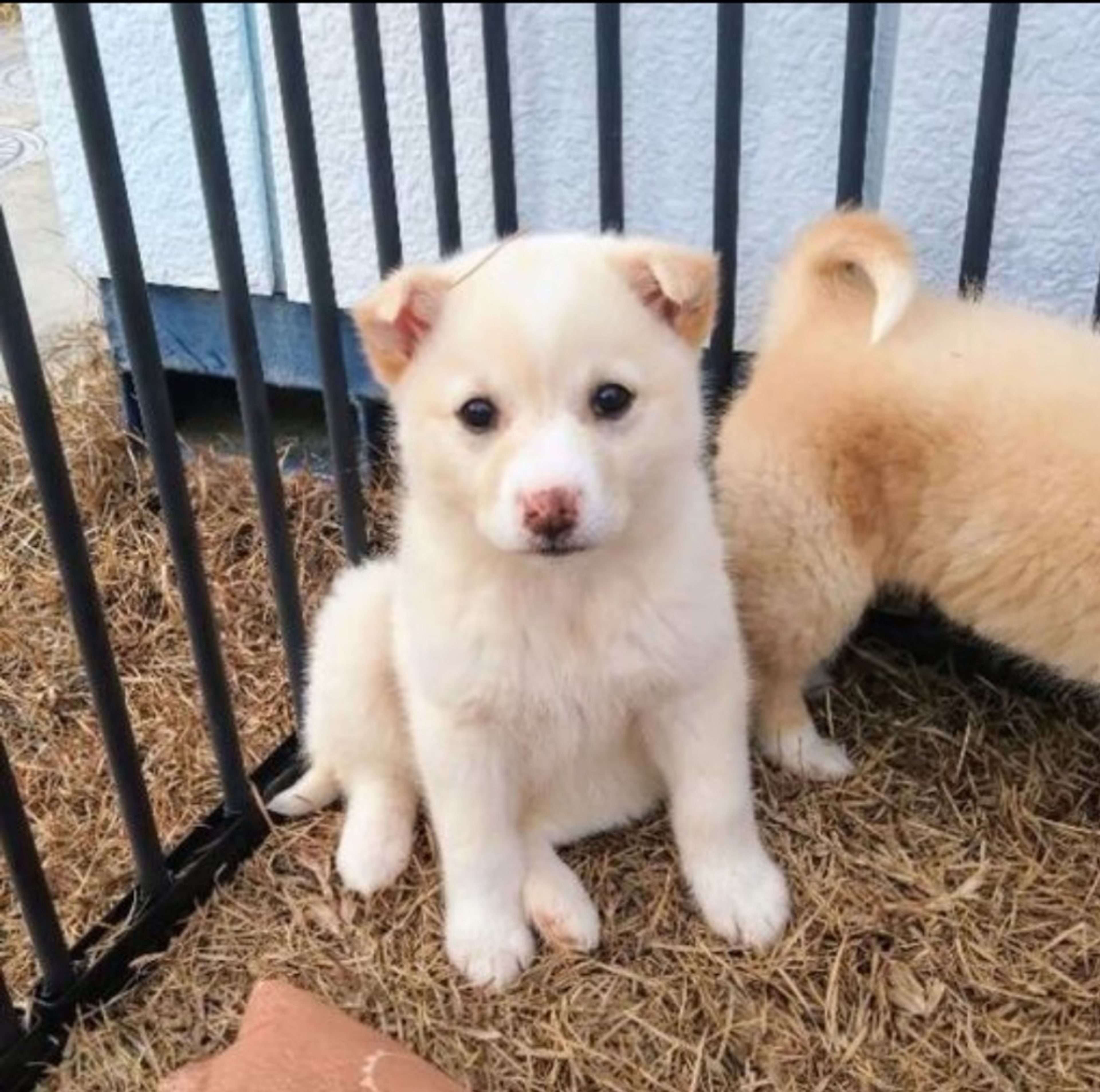 雑種（ミックス犬）・メスの里親募集の写真