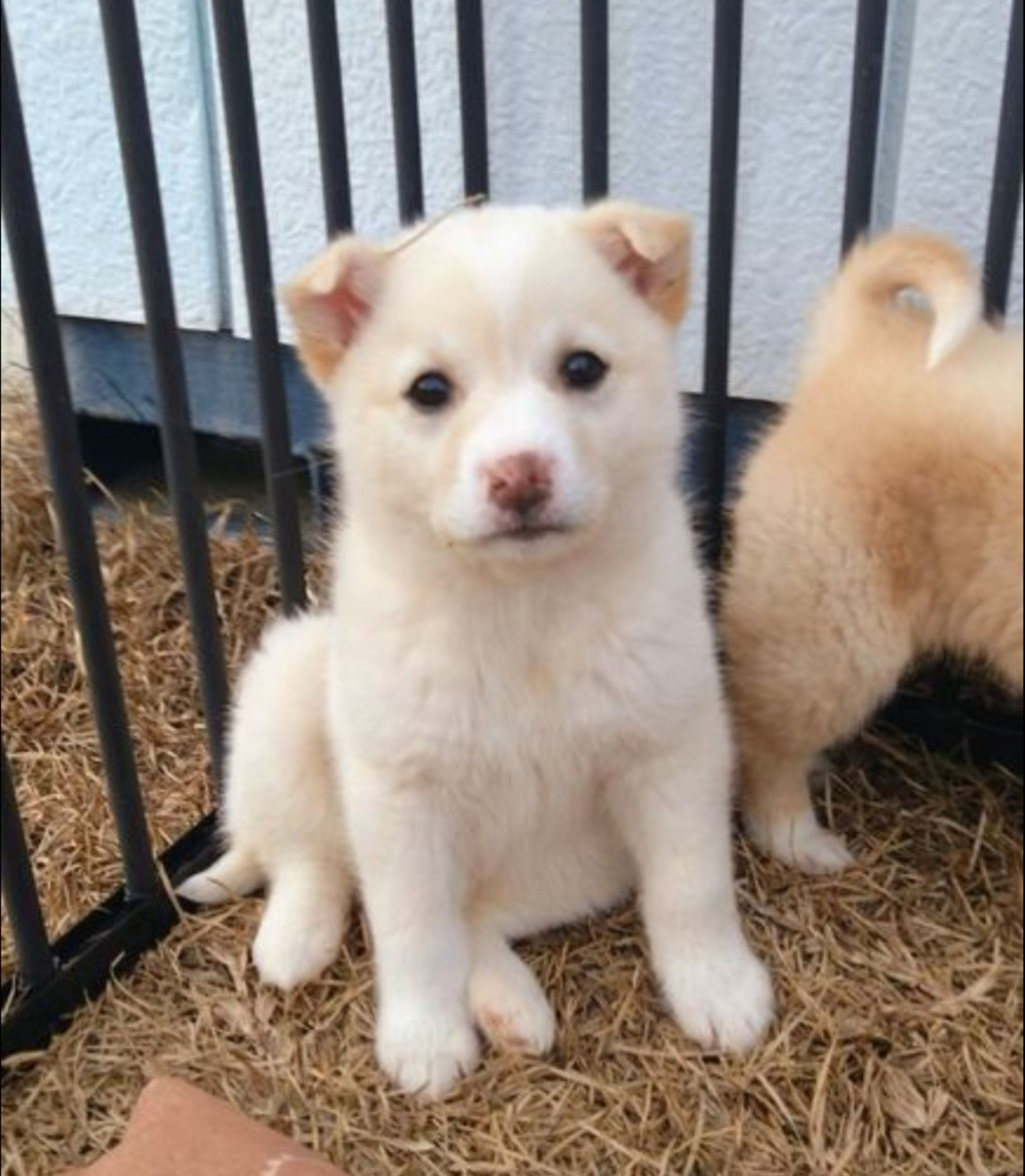 pet-image-2