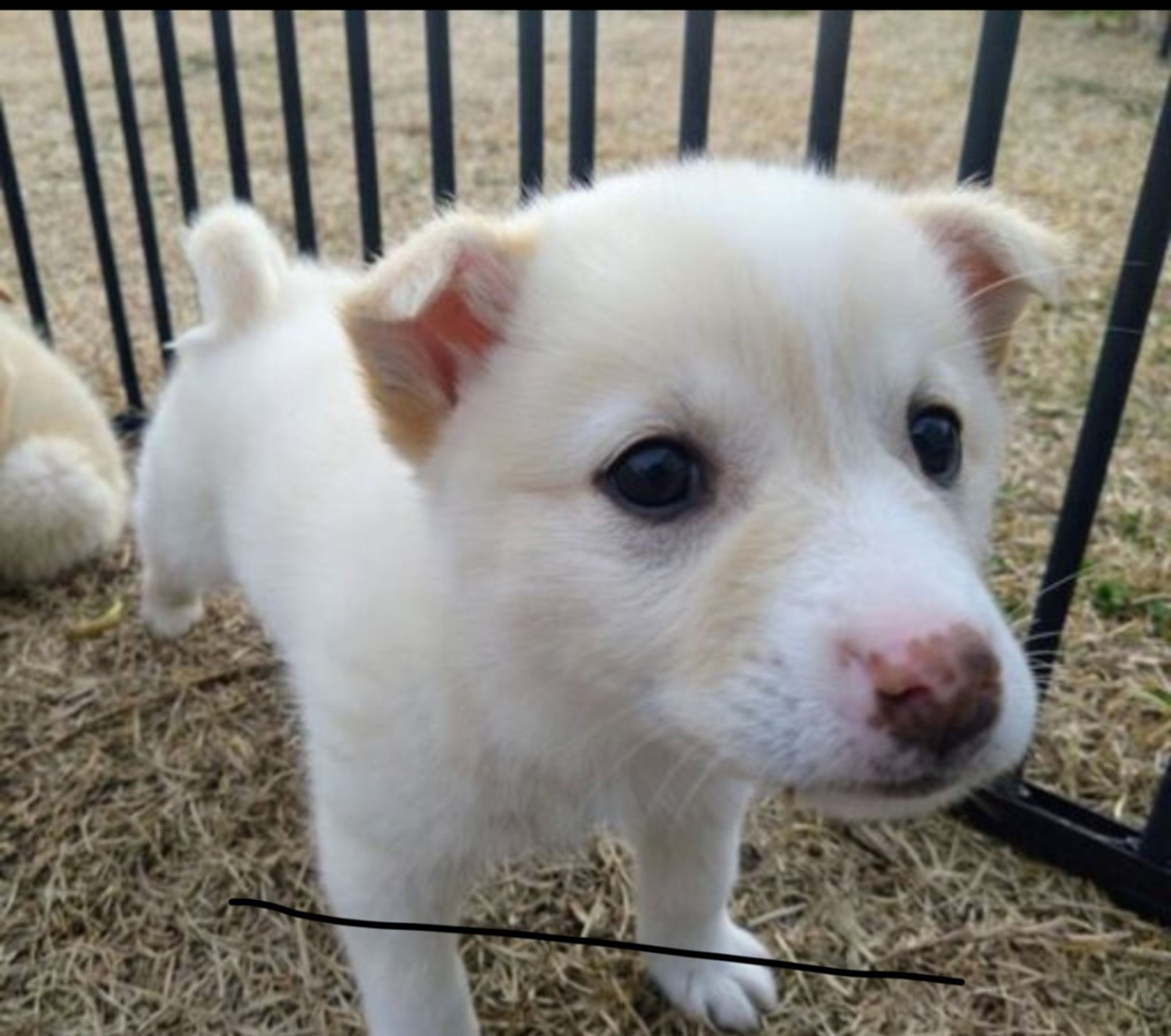 pet-image-3