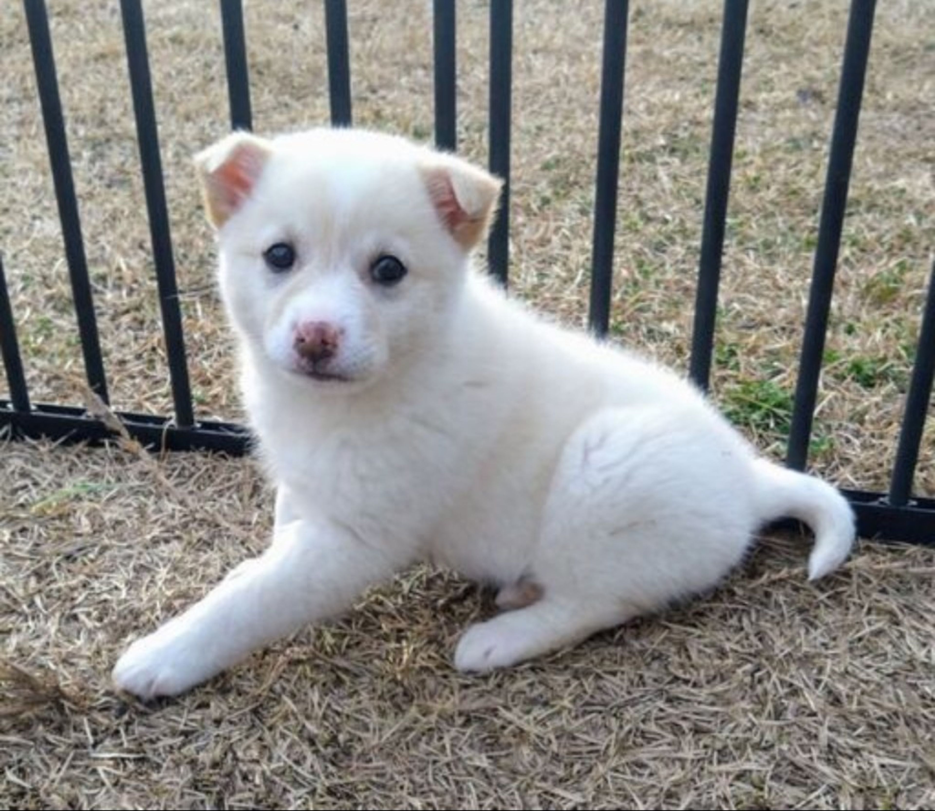 pet-image-4