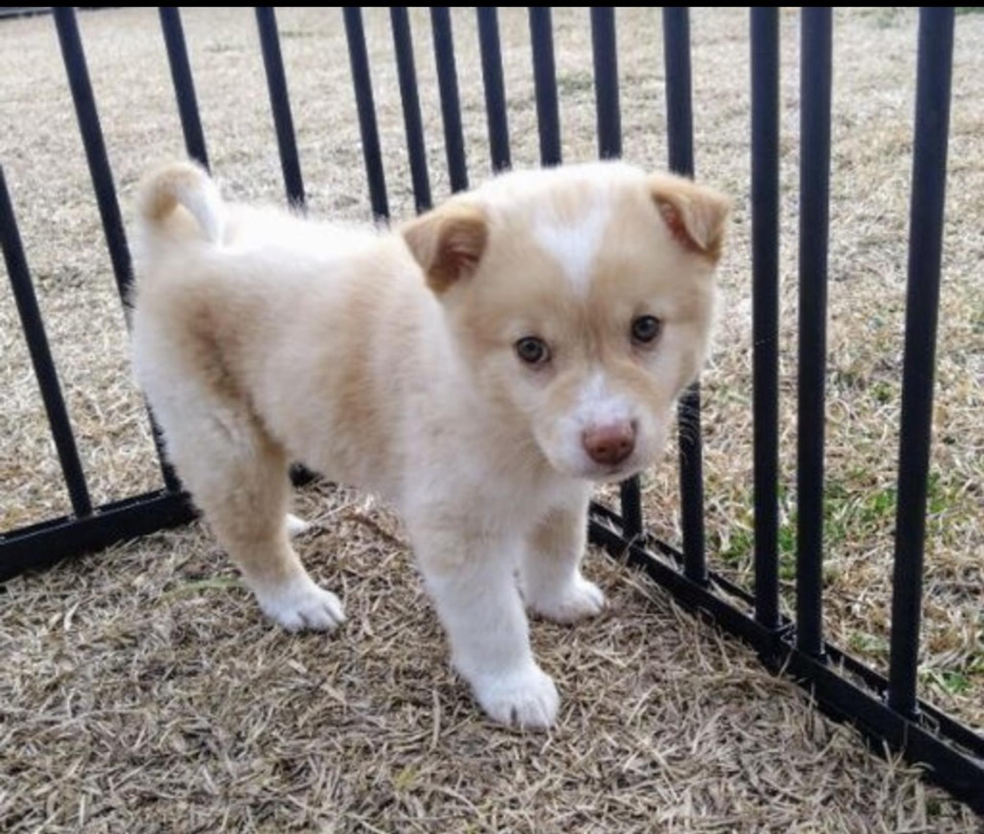 pet-image-2