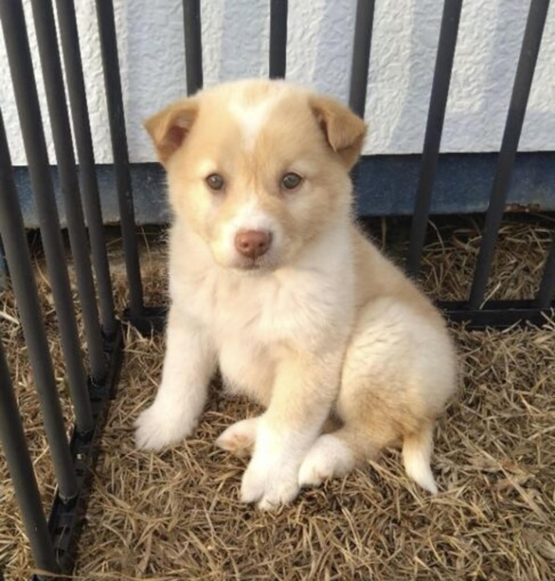 pet-image-4