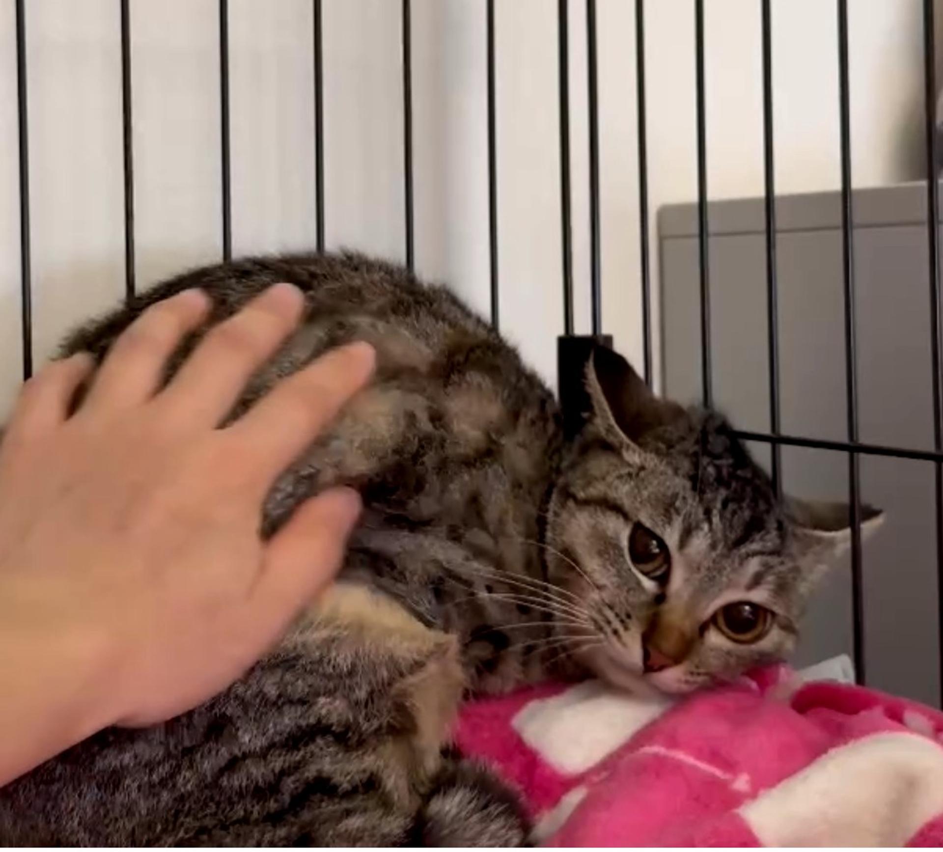 pet-image-3
