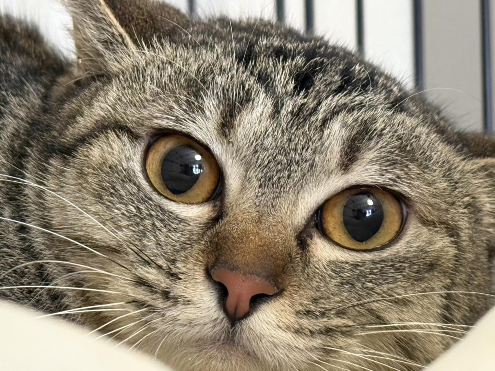 pet-image-5