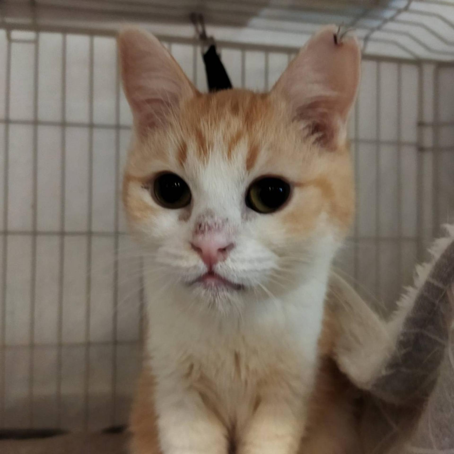 pet-image-3