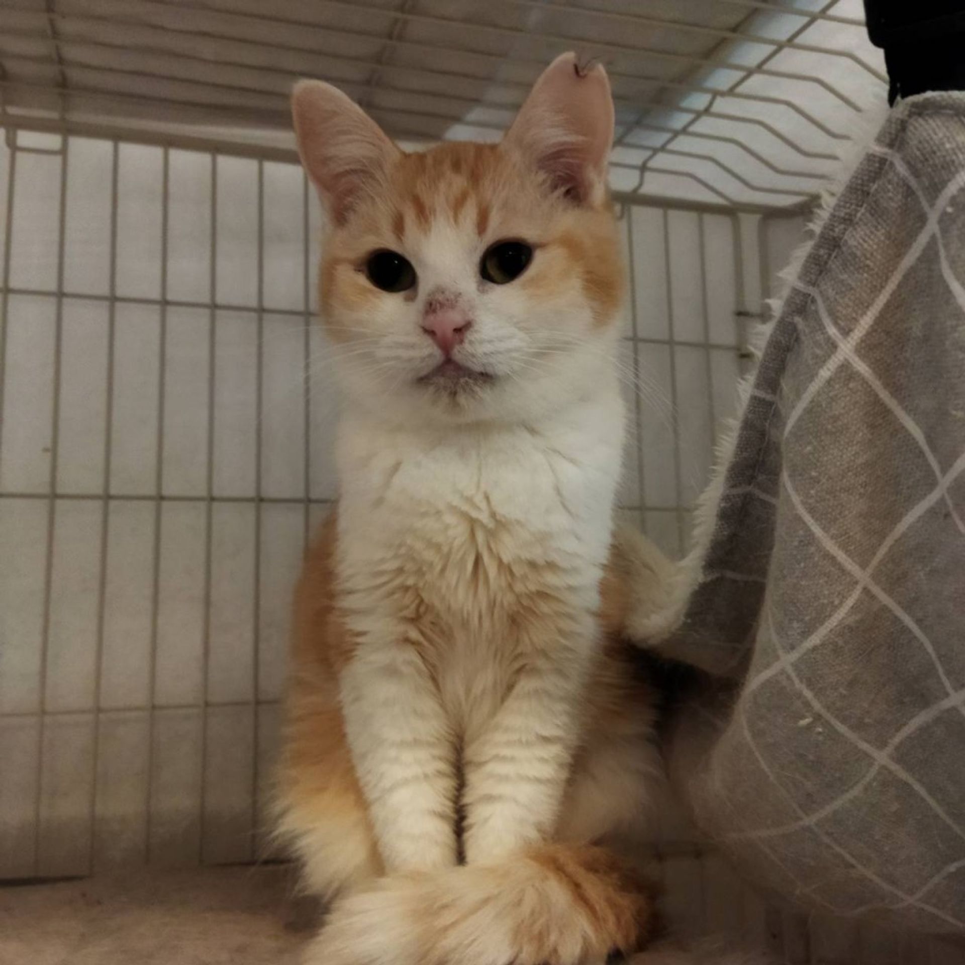 雑種（ミックス猫）・メスの里親募集の写真