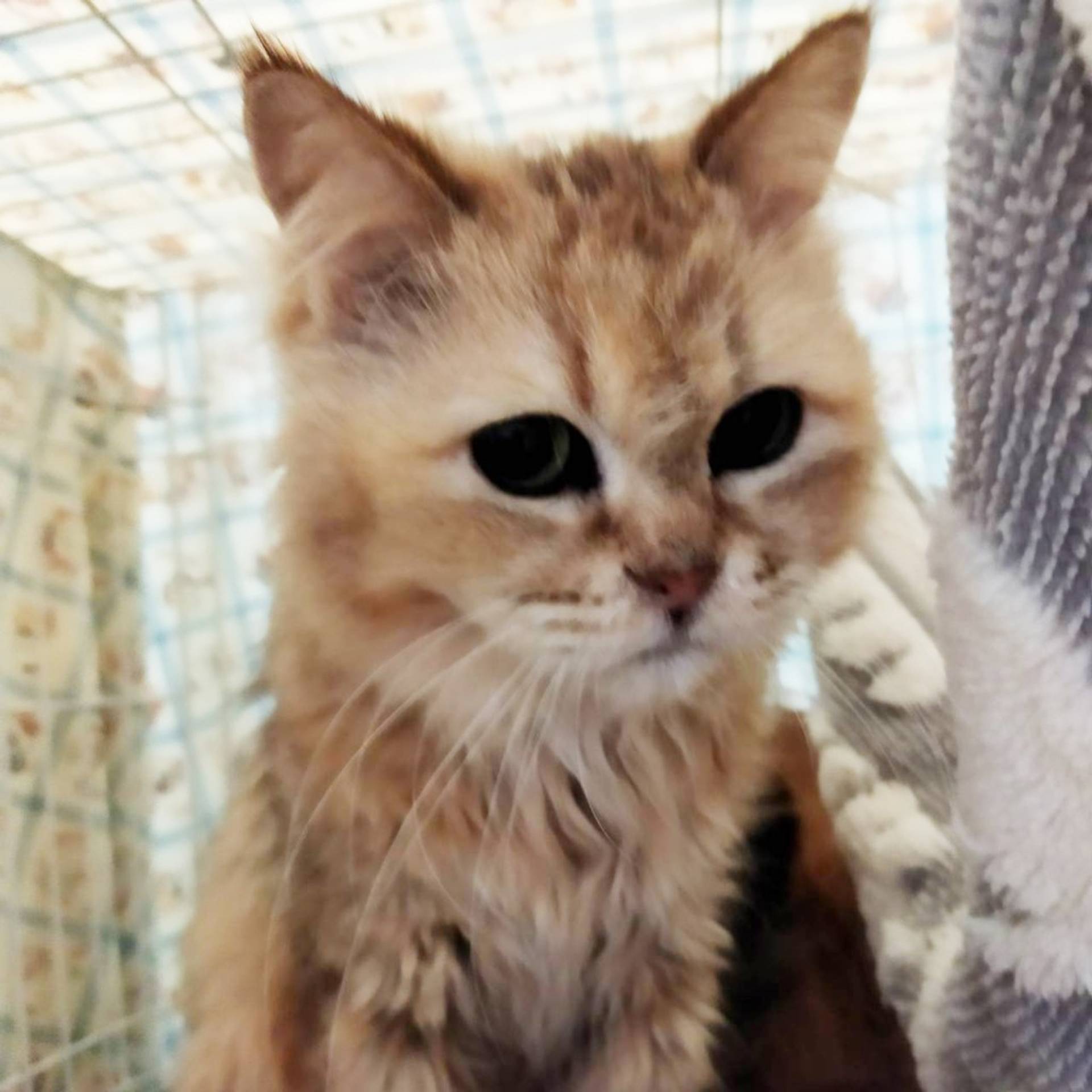 雑種（ミックス猫）・メスの里親募集の写真