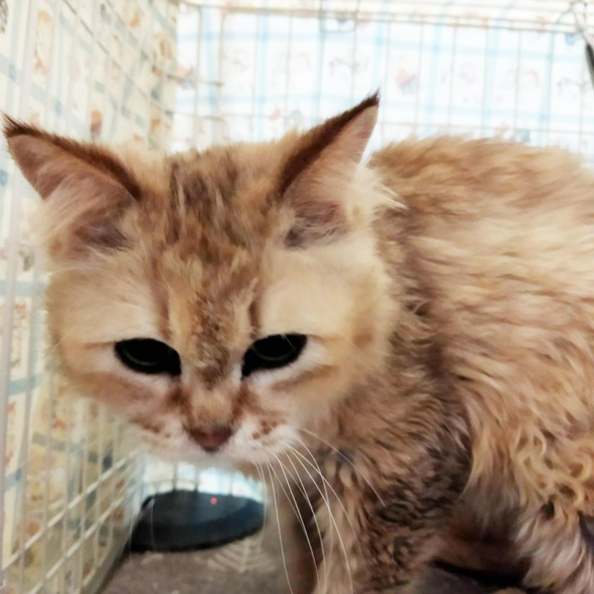 pet-image-3