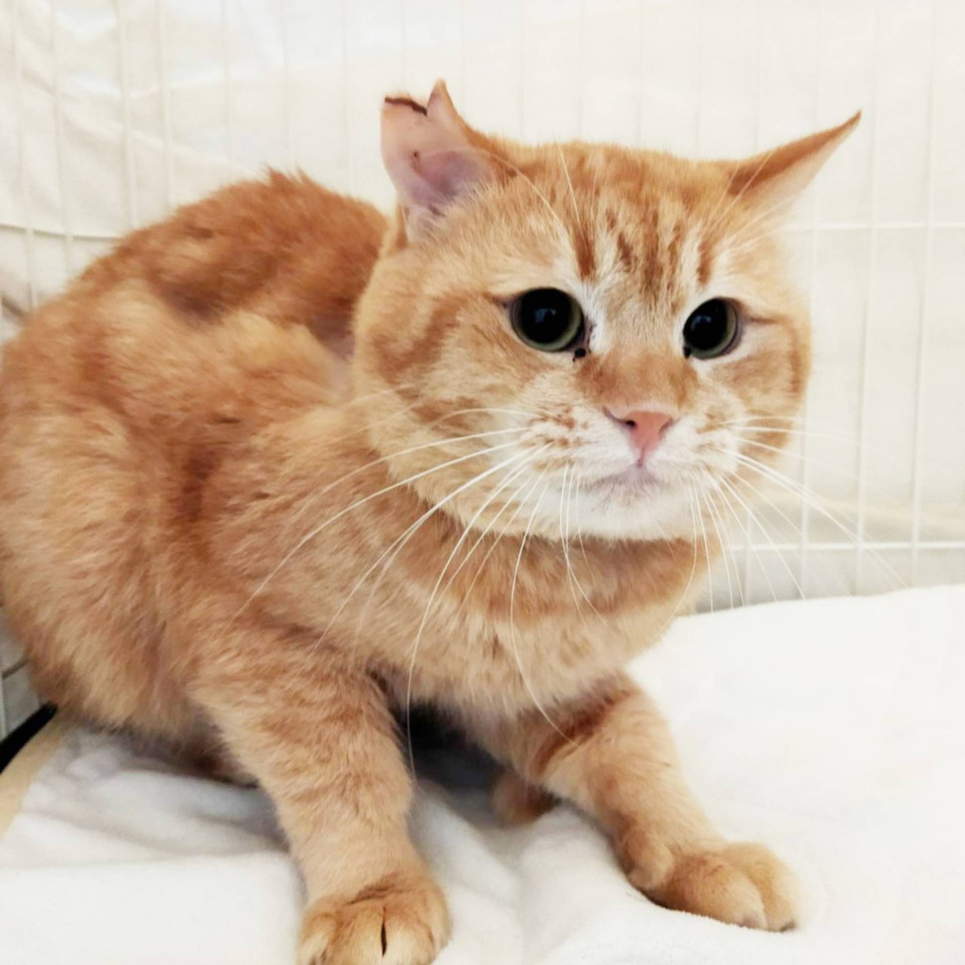 雑種（ミックス猫）・オスの里親募集の写真