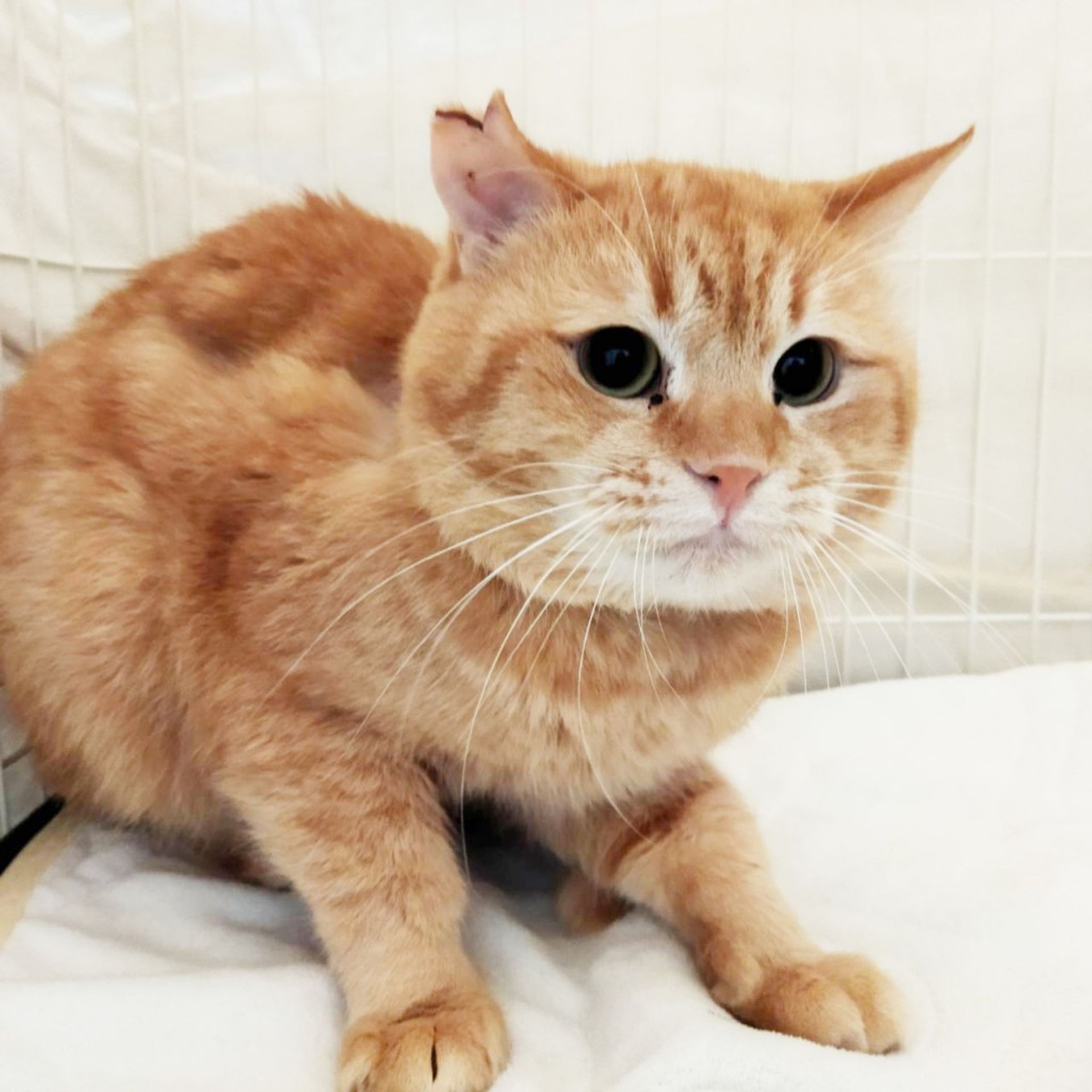雑種（ミックス猫）・オスの里親募集の写真