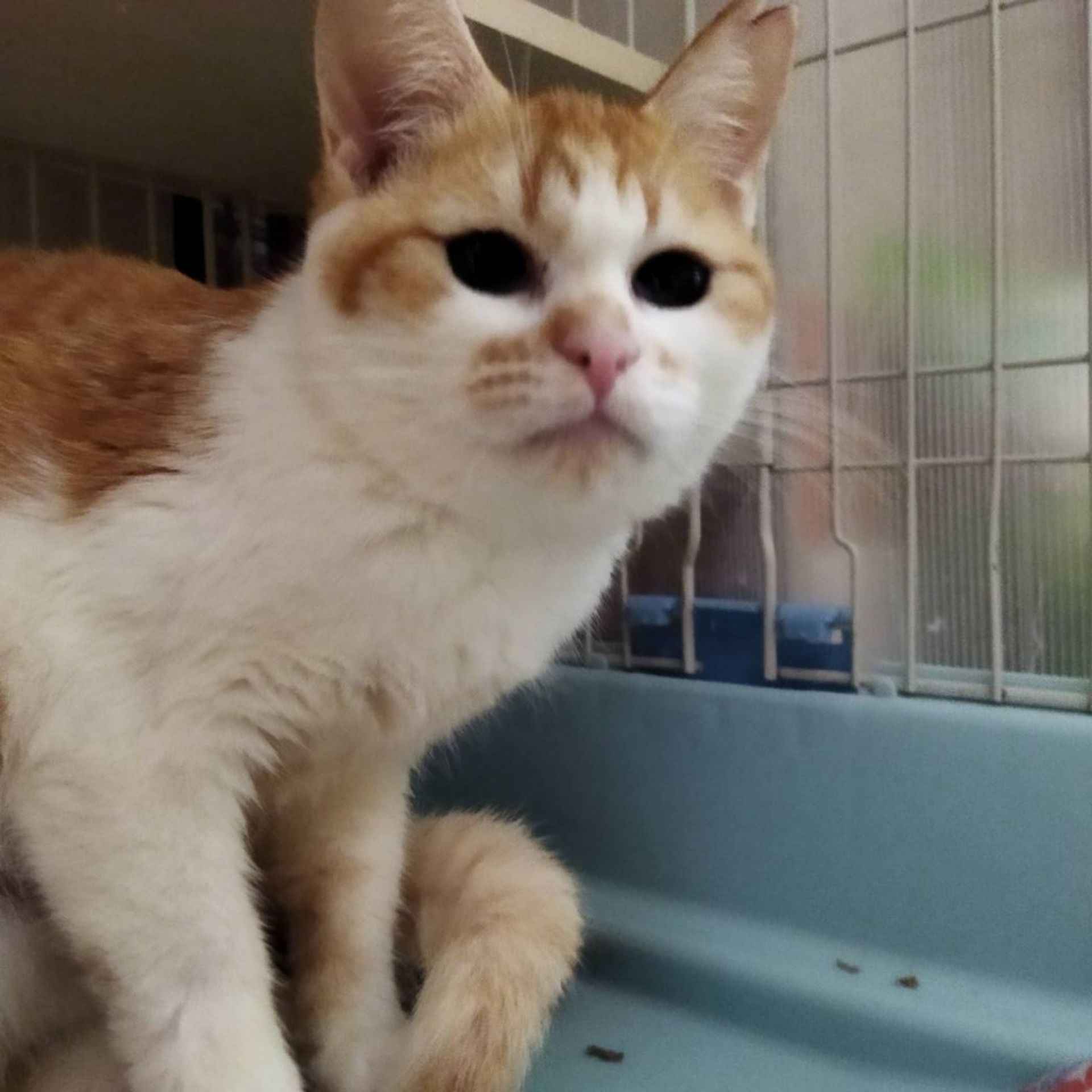 雑種（ミックス猫）・メスの里親募集の写真