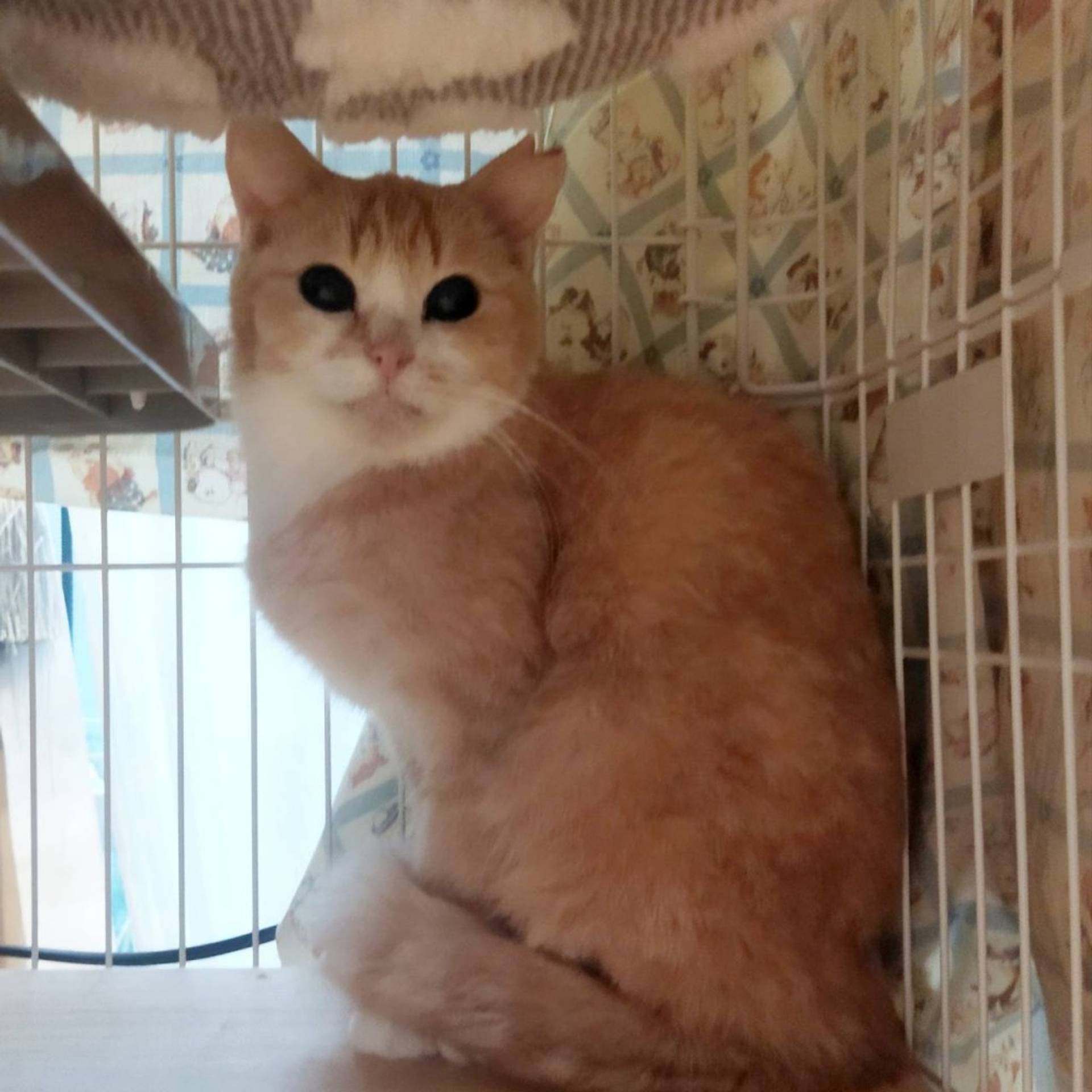 雑種（ミックス猫）・メスの里親募集の写真