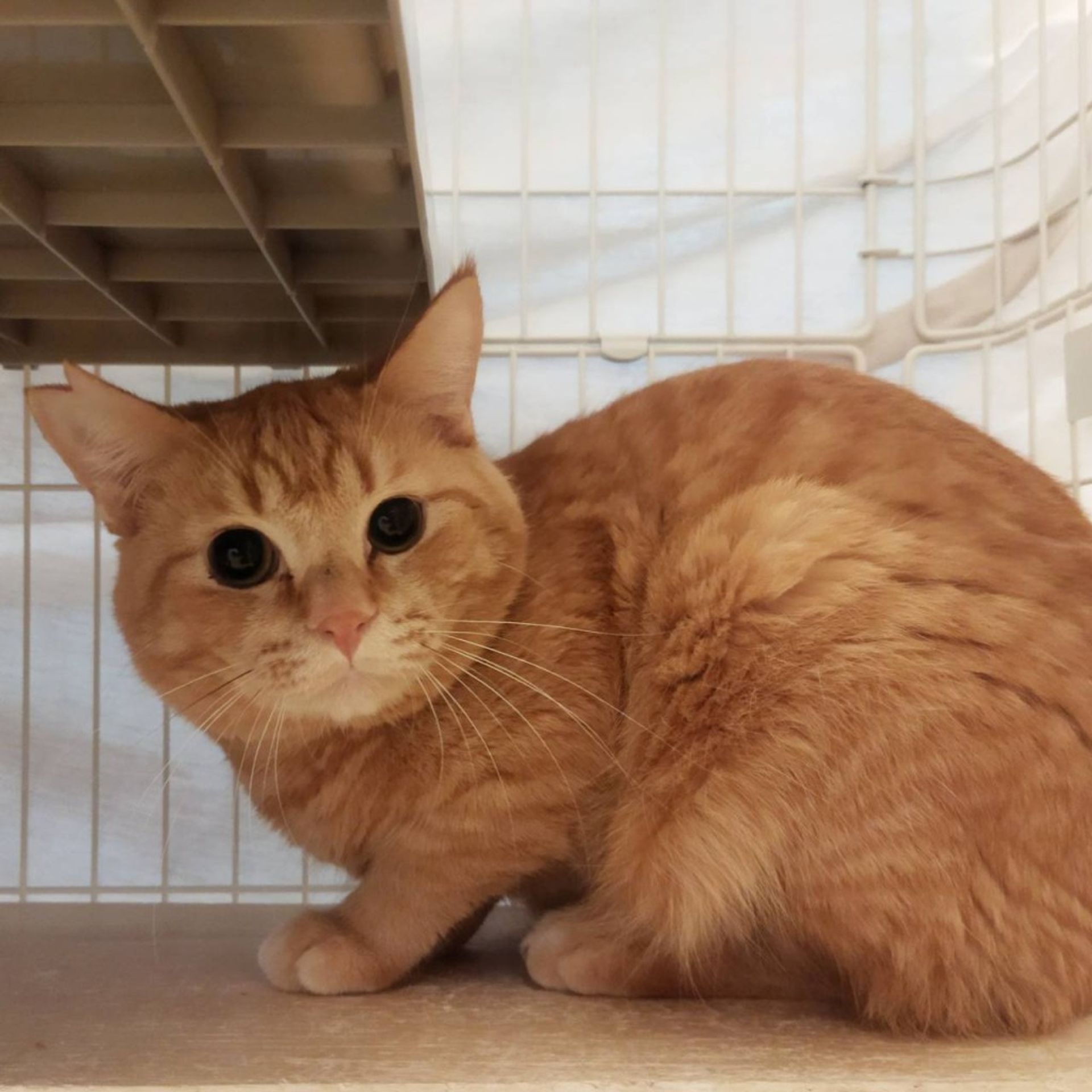 雑種（ミックス猫）・オスの里親募集の写真