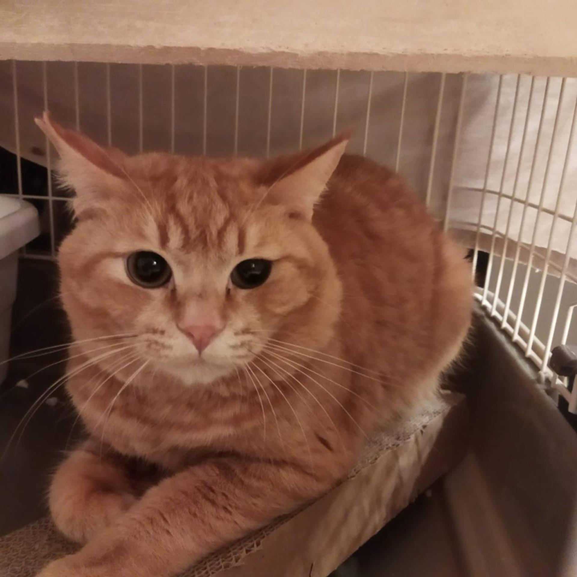 pet-image-2