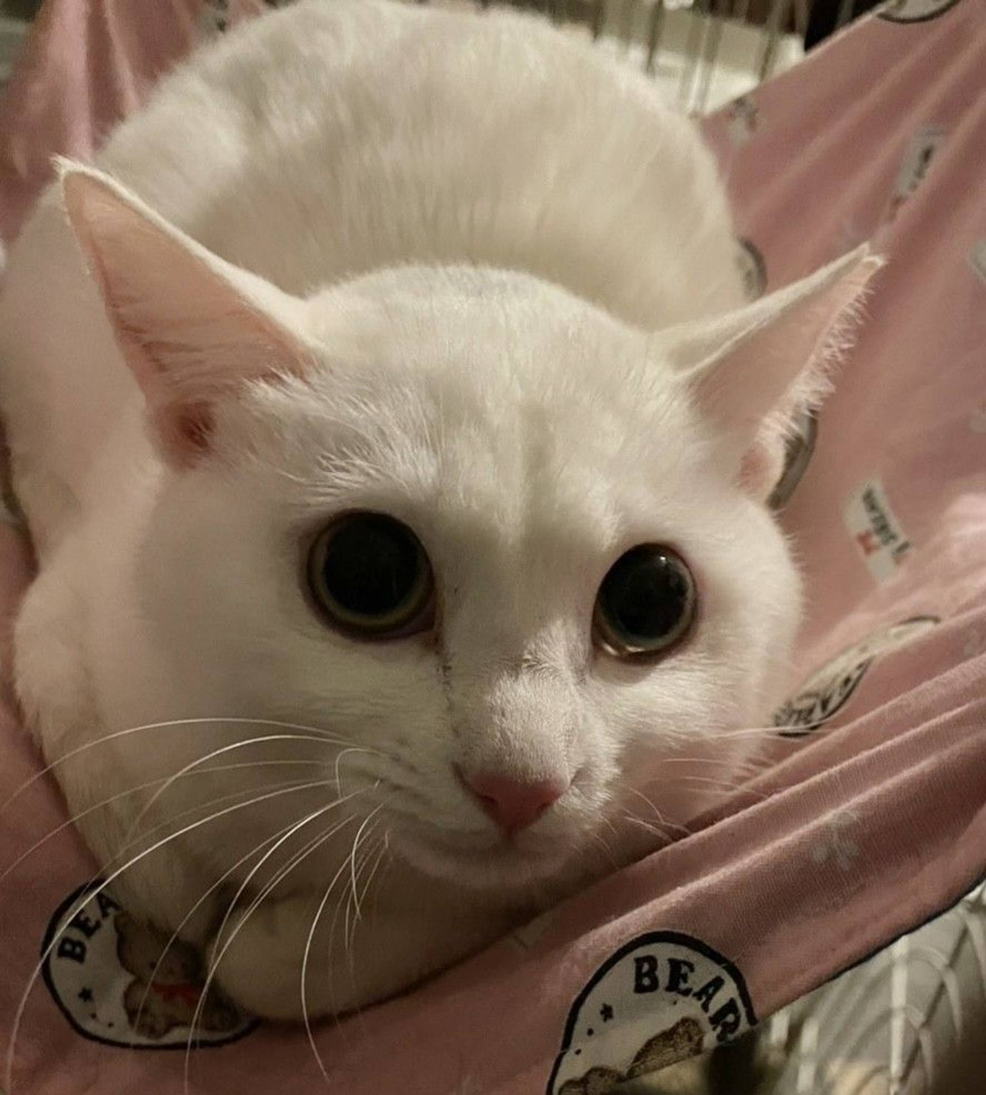 雑種（ミックス猫）・メスの里親募集の写真