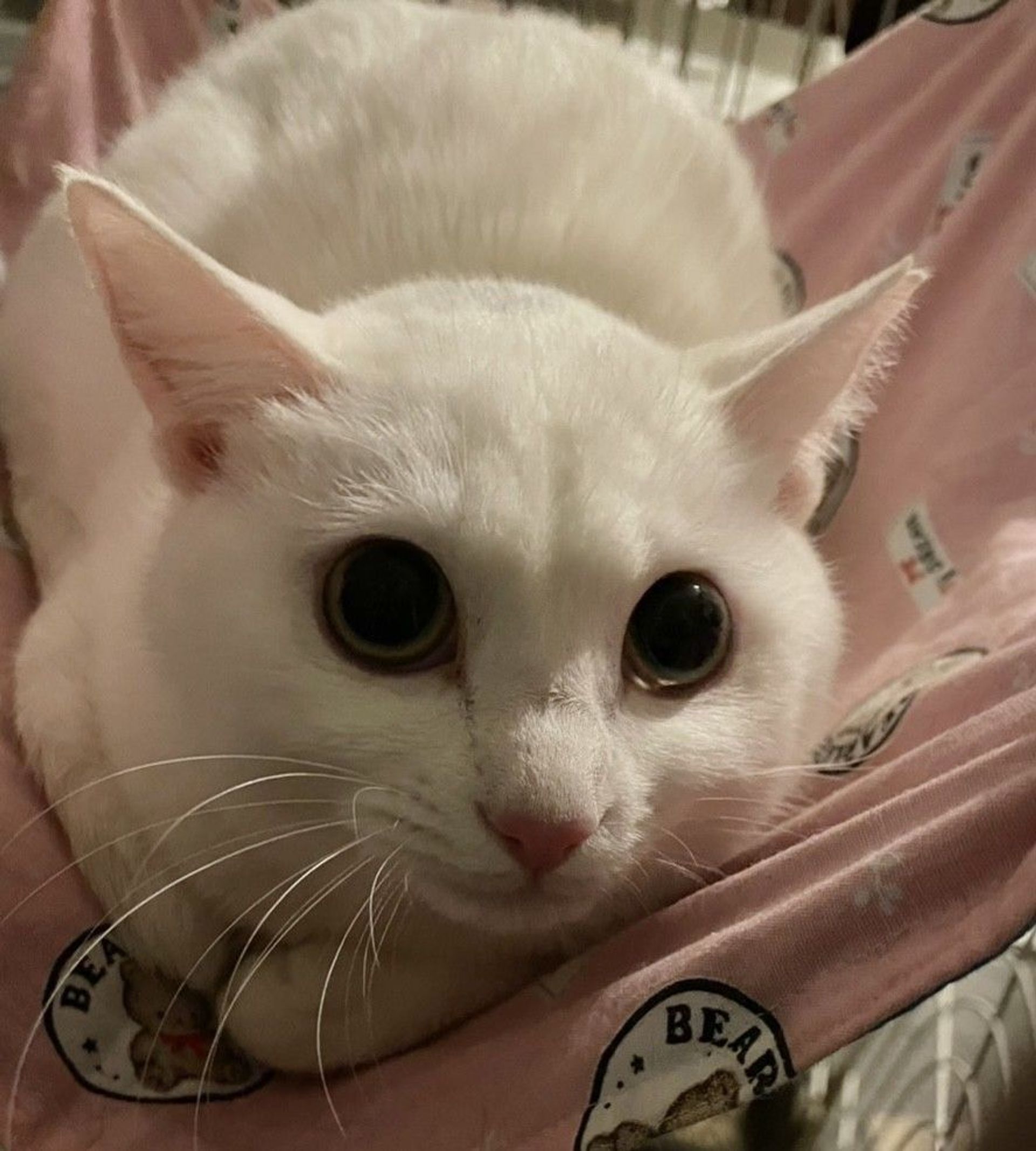 雑種（ミックス猫）・メスの里親募集の写真