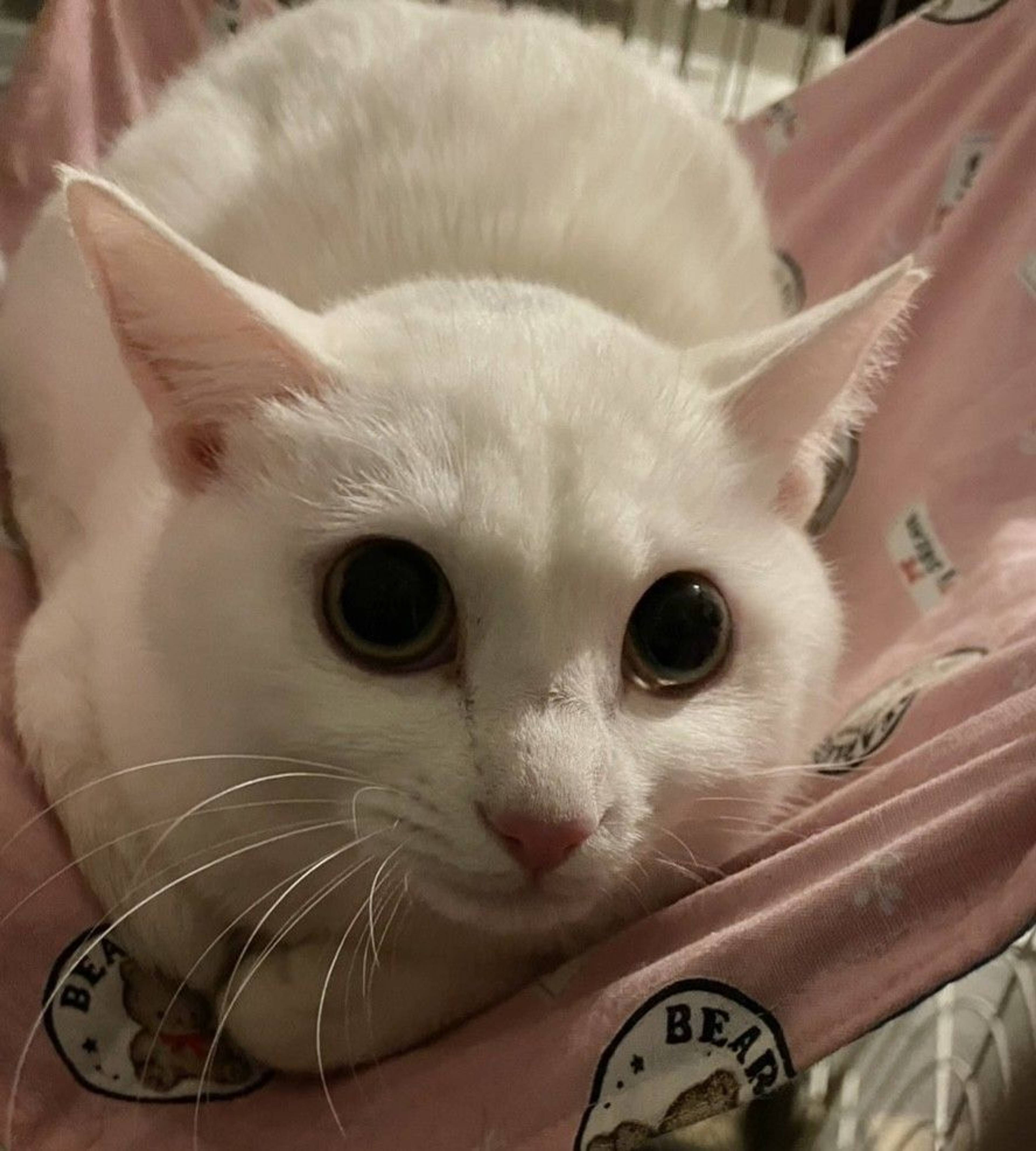雑種（ミックス猫）・メスの里親募集の写真