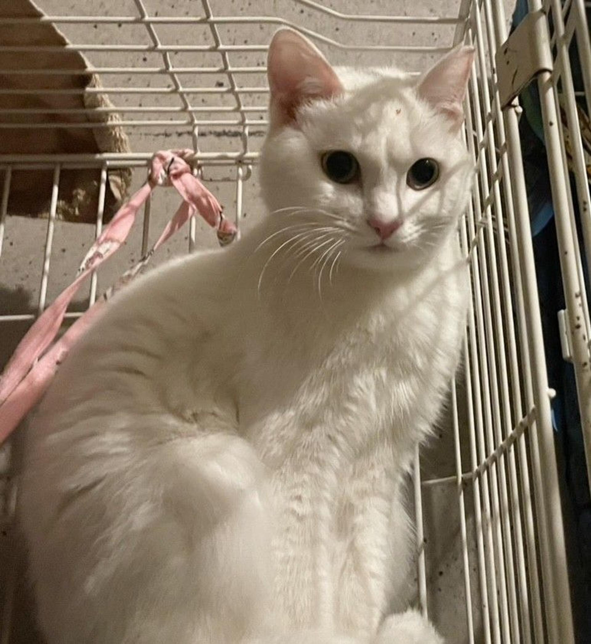 pet-image-2