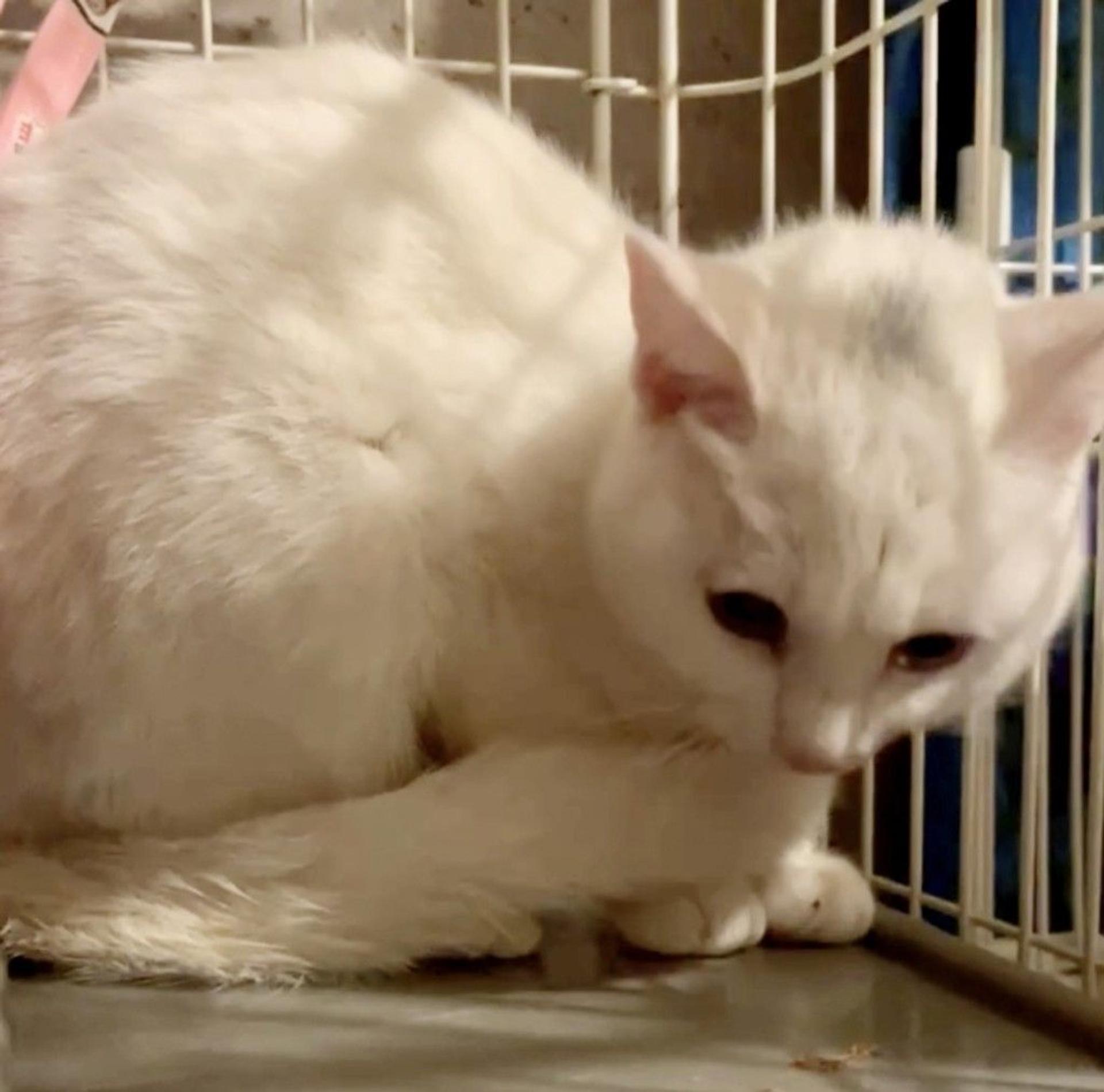 pet-image-4