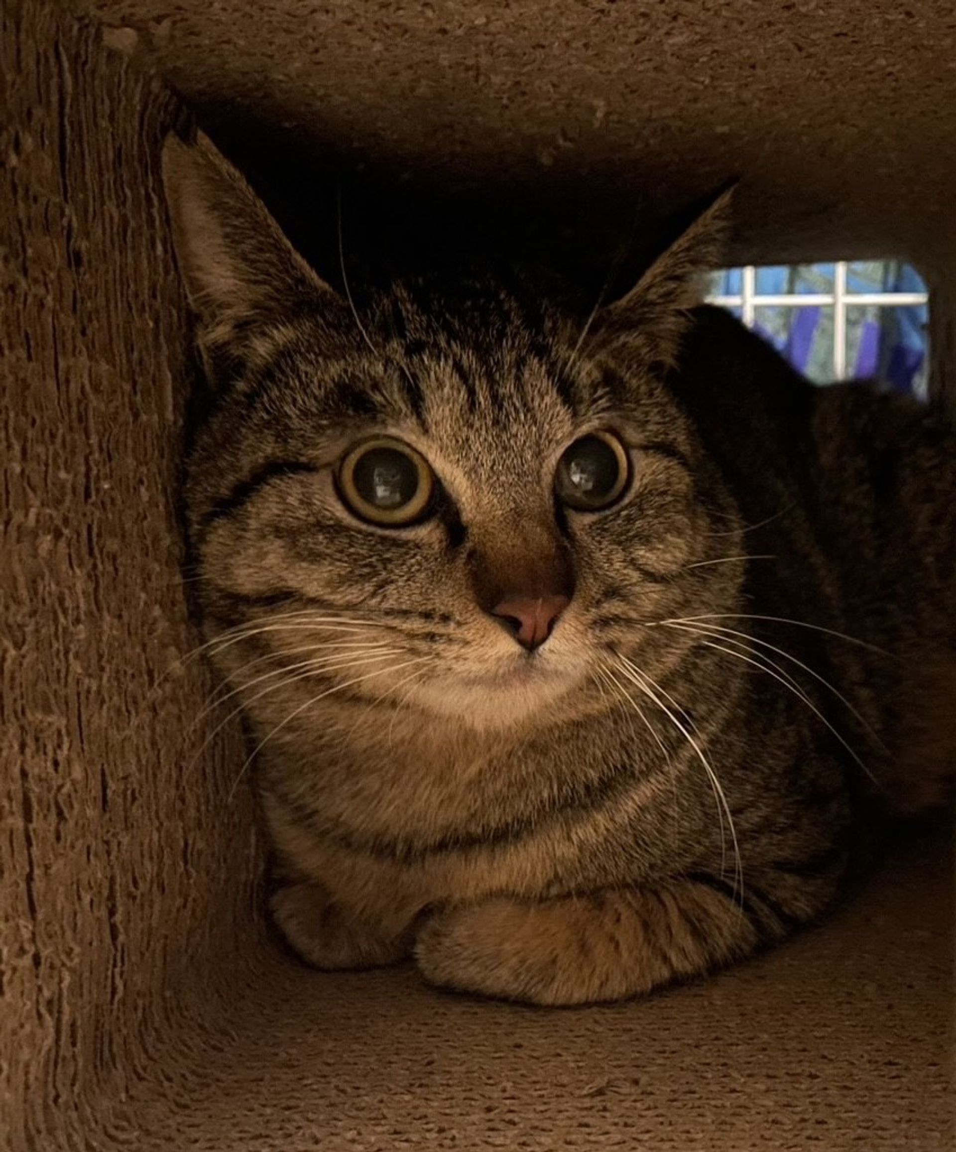雑種（ミックス猫）・オスの里親募集の写真