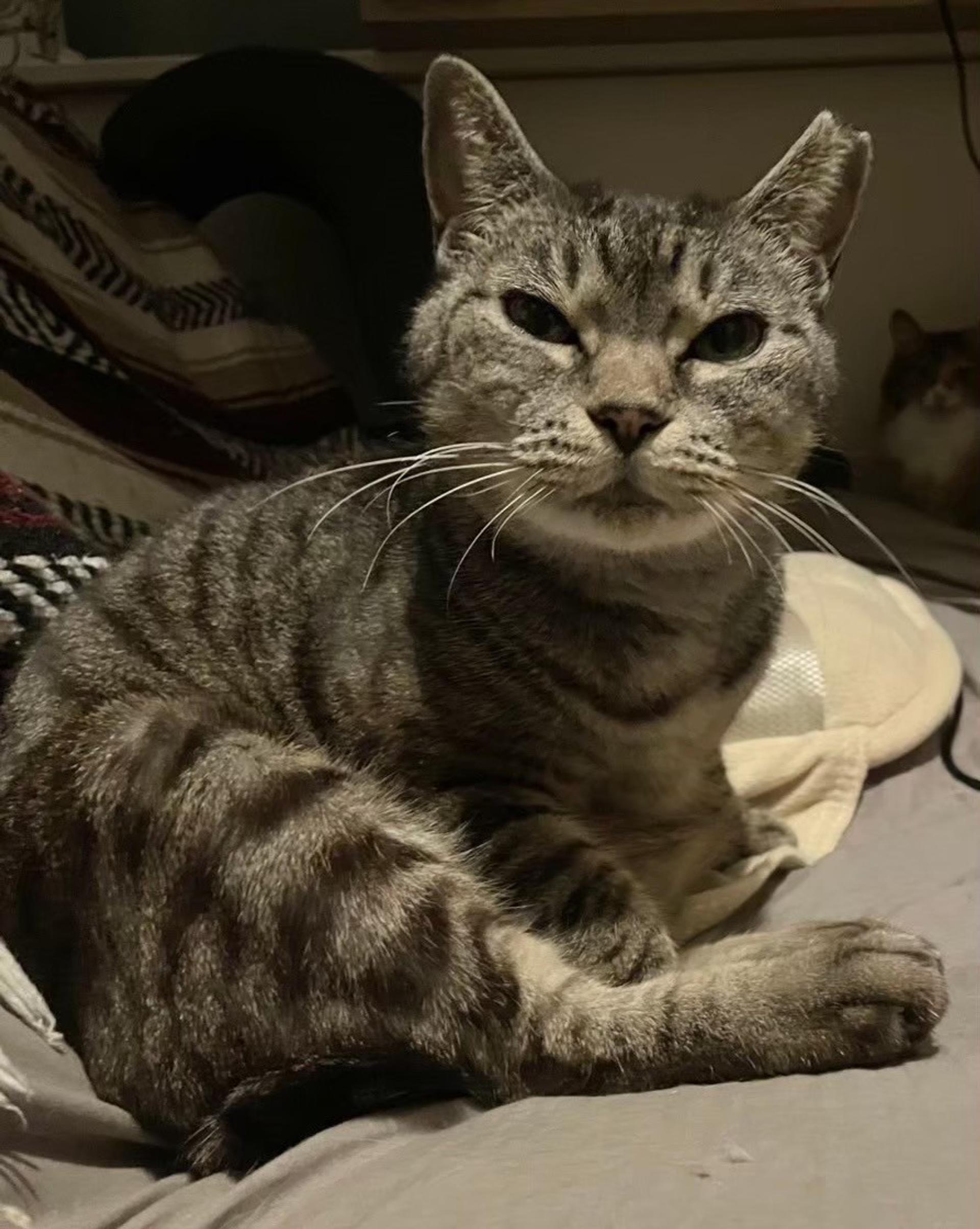 pet-image-2