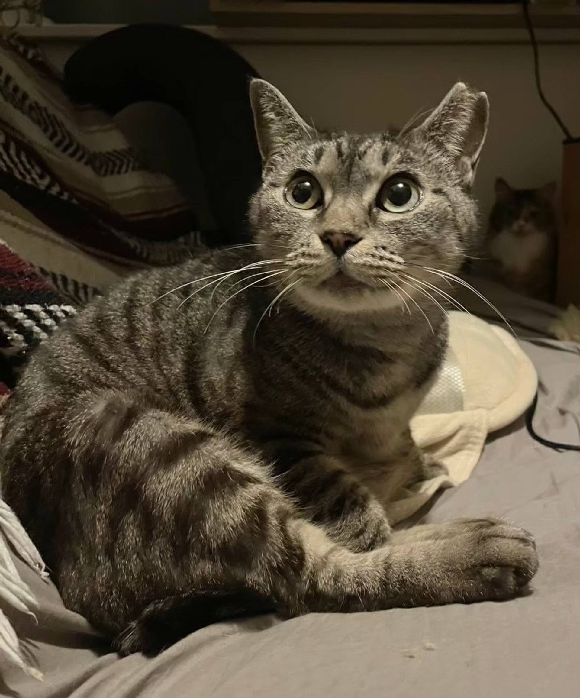 雑種（ミックス猫）・メスの里親募集の写真