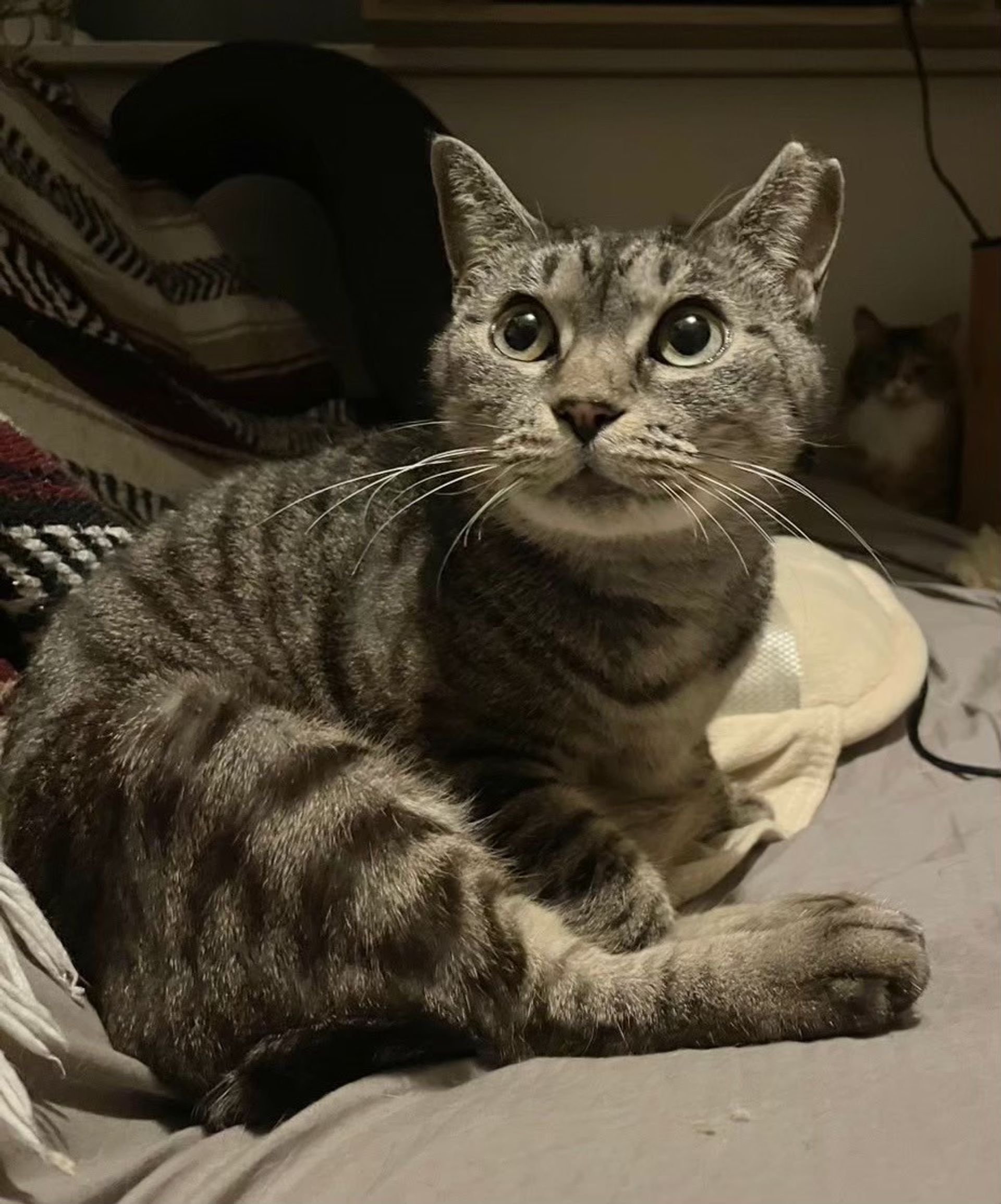雑種（ミックス猫）・メスの里親募集の写真