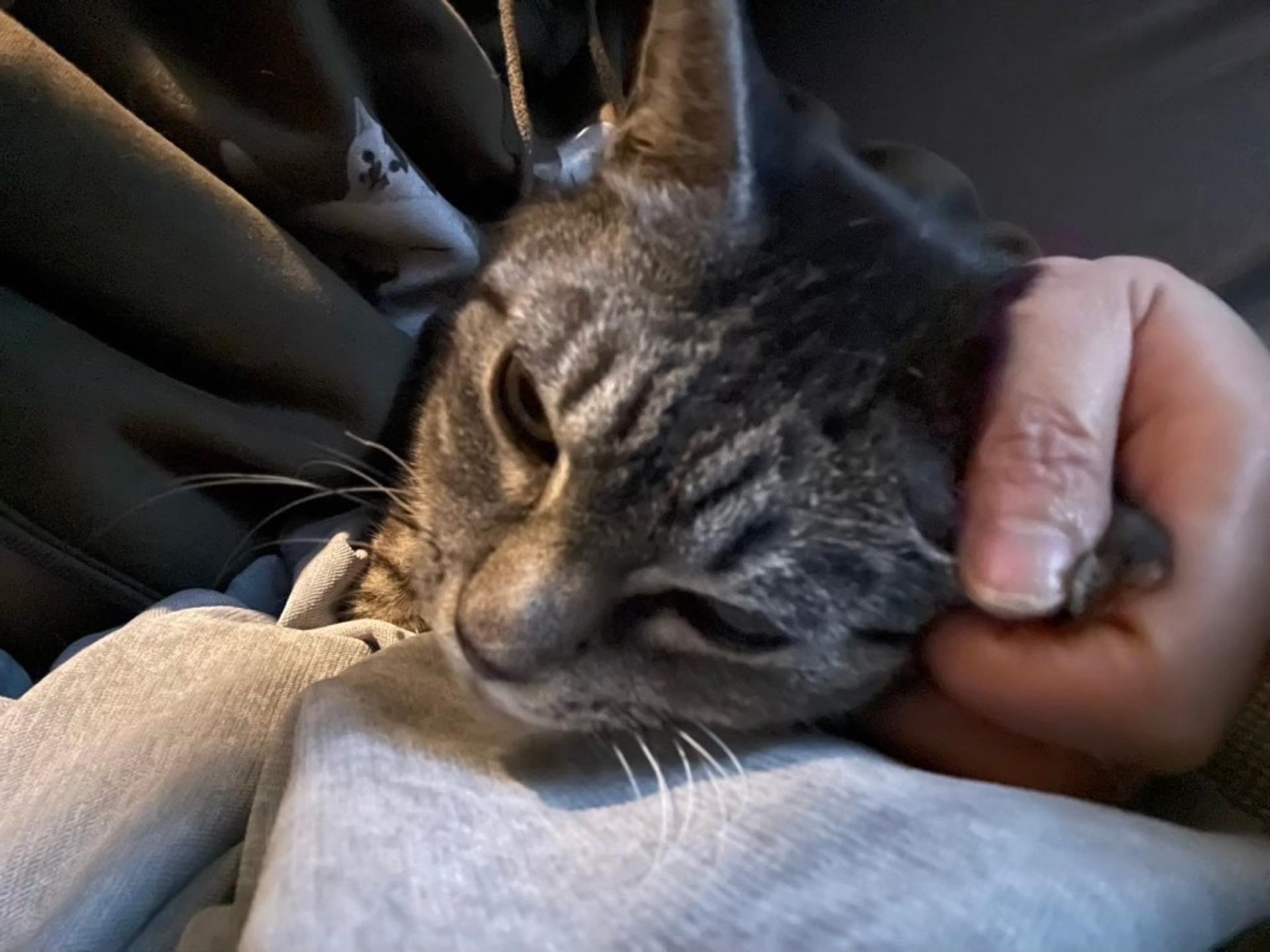 pet-image-6