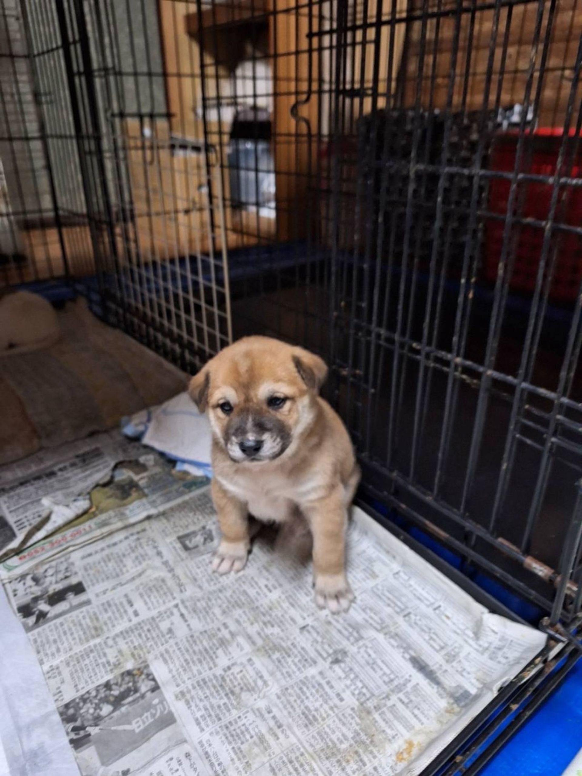 雑種（ミックス犬）・オスの里親募集の写真