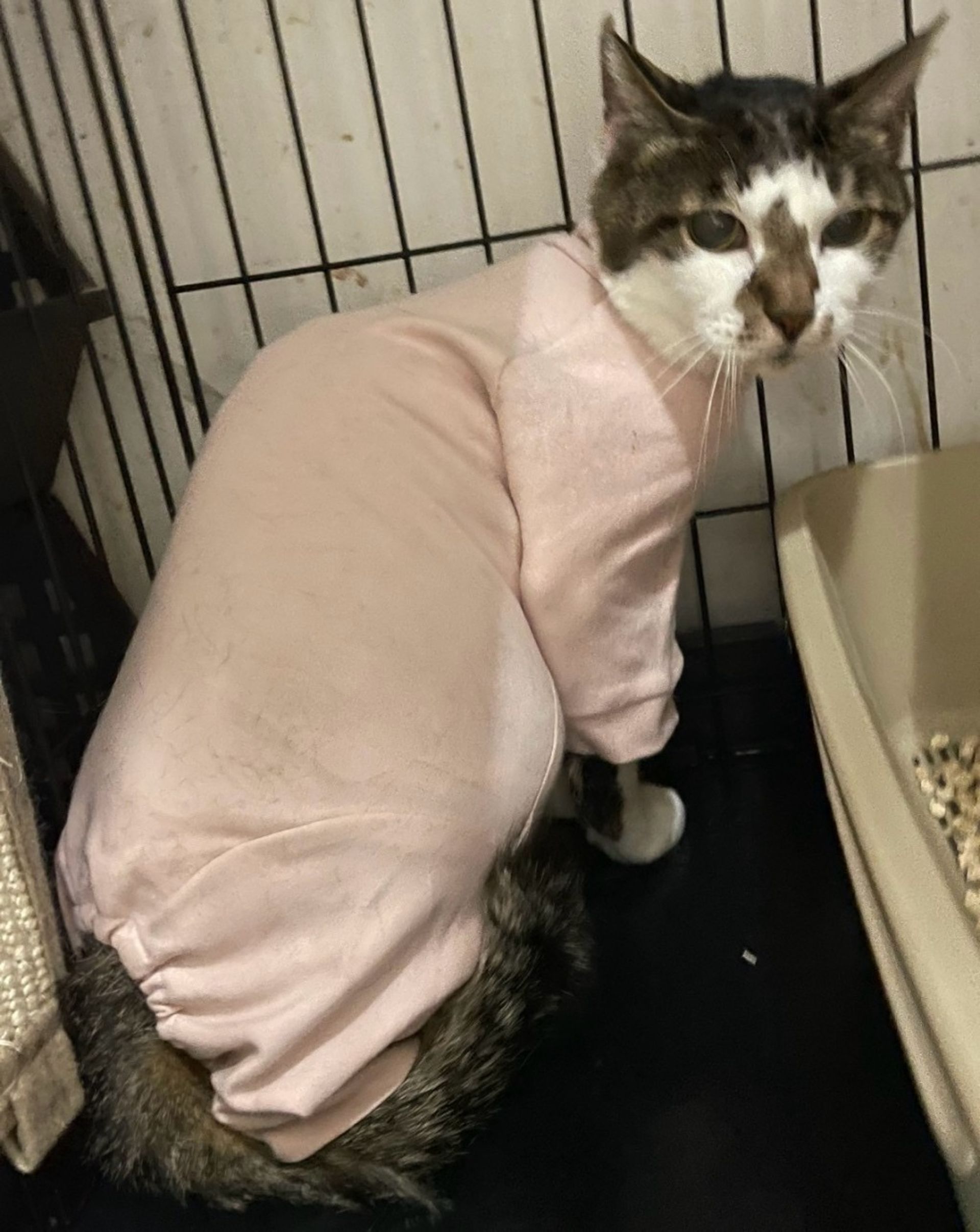雑種（ミックス猫）・オスの里親募集の写真