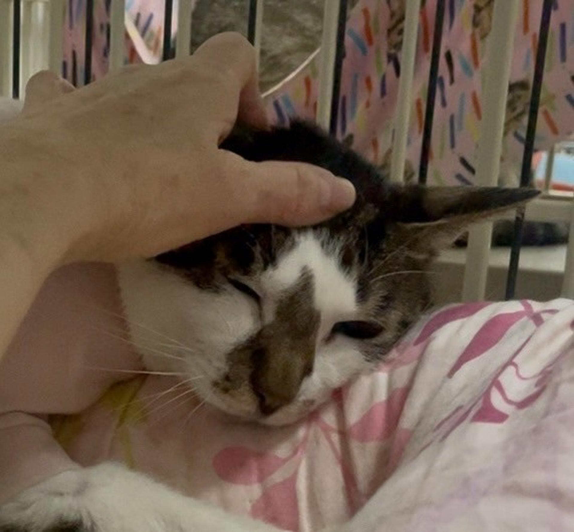 pet-image-4