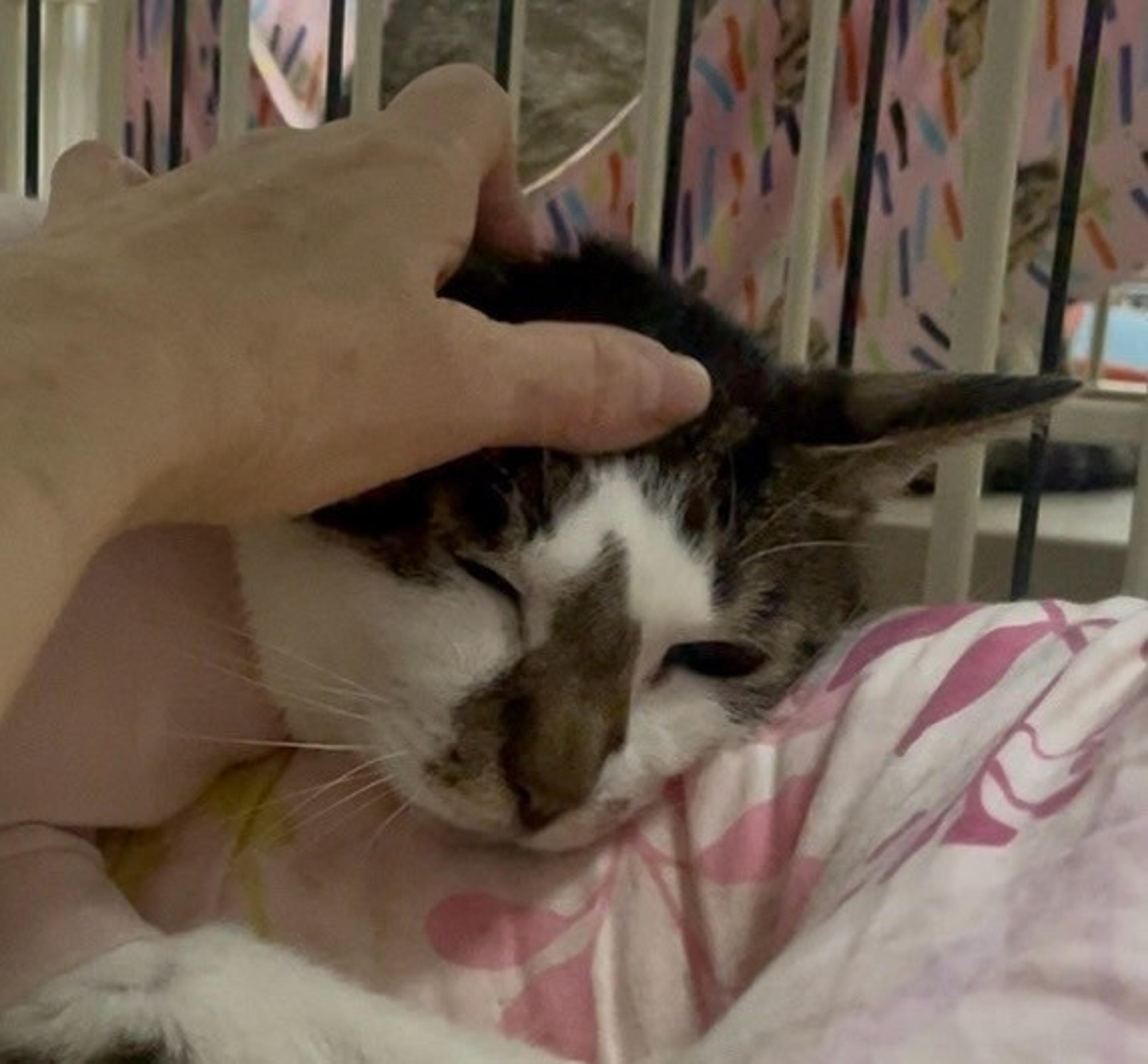 pet-image-4