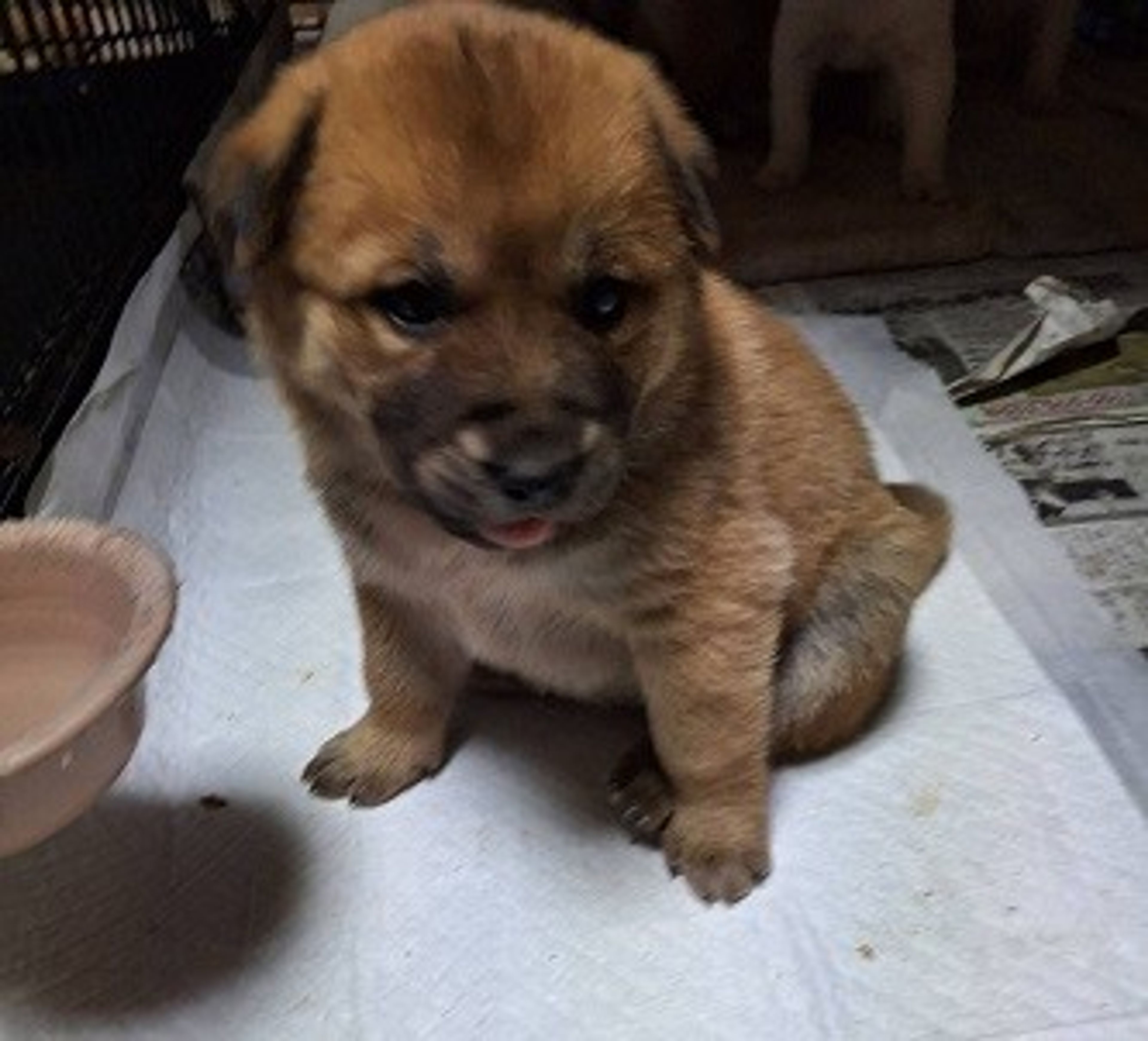 雑種（ミックス犬）・メスの里親募集の写真