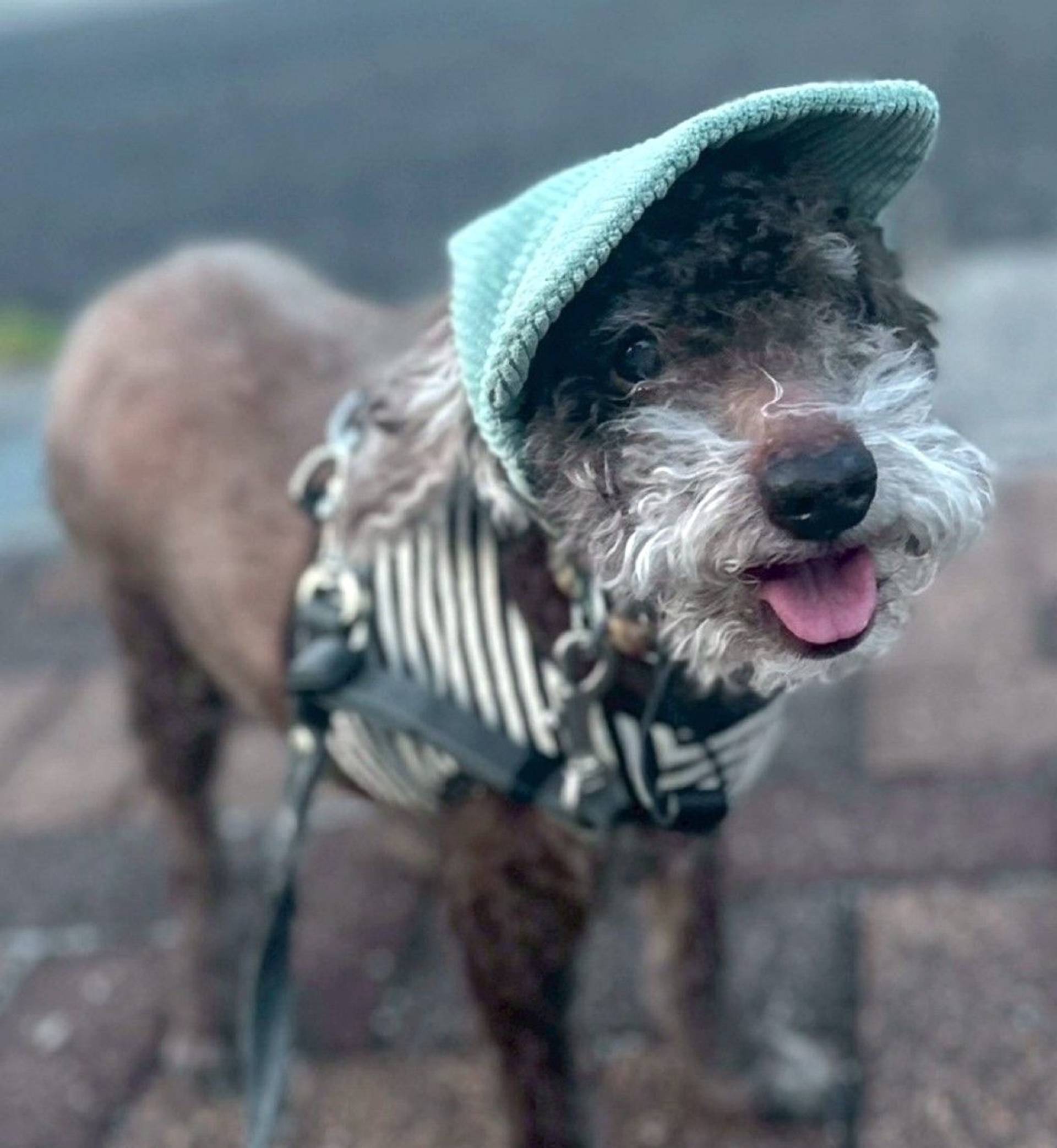 雑種（ミックス犬）・オスの里親募集の写真